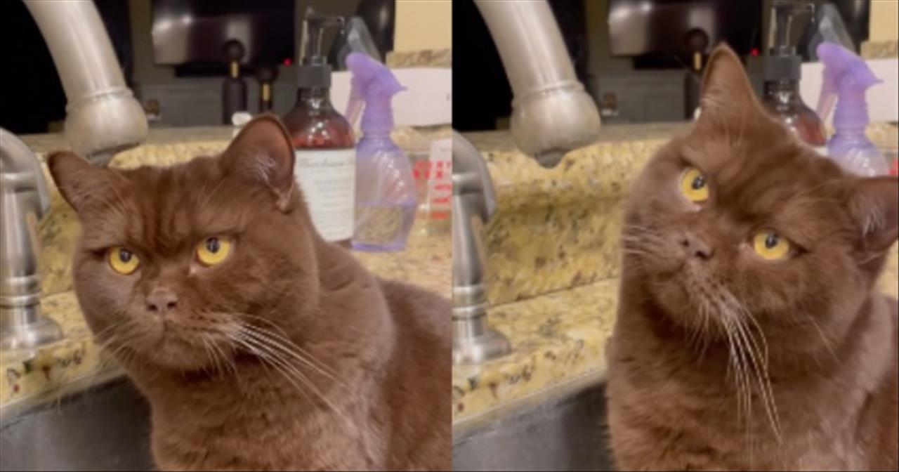 Curious Cat Is Fascinated By Water Droplet Cute Videos