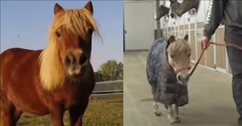 <p>In this incredible clip we see a beautiful renewal. A pony kept indoors for 10 years receives an incredible transformation.</p>

<p>It is so sad when an animal is neglected. However, when someone comes and nourishes and helps that animal back to health, it becomes incredible.&nbsp;</p>

<p>At first, you see these crazy curly things and then you realize that they are the pony&rsquo;s hooves from being ignored. The poor horse can barely even walk. A man takes a saw and cuts the hooves to help this pony get back to proper health.&nbsp;</p>

<p>Then, they completely shave the horse so that they can thoroughly clean the animal from any infections or illnesses. The after shot of the pony is a healthy, happy, and beautiful creation. It is the most adorable horse that is walking in the arena and eating grass in the sunshine.&nbsp;</p>

<p>When we think about the state that we were in before Christ came into our hearts and lives, we were just like this horse. We were immobile in our sin and trapped in darkness. However, Jesus came to rescue us, purify us, and redeem the brokenness.&nbsp;</p>

<p>Just as this horse we cleaned up, Christ sanctifies and cleanses us of all of our sins. He forgives us and washes us whiter than snow. We undergo a spiritual transformation, and the old is gone and the new has come.&nbsp;</p>

<p>He brings us from death to life and we are never the same. We go from being dead in our trespasses, to being sons and daughters of the Most-High God, adopted into His family forever. Jesus gives us eternal hope like this man gives this pony a second chance.</p>

<p><em>&ldquo;Therefore, if anyone is in Christ, he is a new creation. The old has passed away; behold, the new has come.&quot; <a href="https://www.godtube.com/bible/2-Corinthians/5-17">2 Corinthians 5:17</a></em></p>
