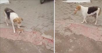 <p>If you weren&rsquo;t a dog person before, you most certainly will be after checking out this mama dog that adopts a litter of kittens found on the street! It is beyond sweet!</p>

<p>It&rsquo;s not clear where this loving mama dog is living, but the background music sounds like this is somewhere in Europe. We know for certain that it is not in an English-speaking country.</p>

<p>The mama pooch doesn&rsquo;t appear to be living in the best conditions; there is a piece of cardboard, plastic, or fabric that marks her spot. But, twice in the video she gets up and retrieves a wayward kitten from the street and brings it back to safety on top of the pallet she&rsquo;s providing for these furry babies&mdash;babies that are most certainly not her own.&nbsp;</p>

<p>As the video starts, two have scampered off. There is another dog in the frame, and perhaps they have been lured away by this less-concerned canine. Mama goes first after the yellow one, taking it gently into her mouth and bringing it back where it belongs.&nbsp;</p>

<p>The yellow kitty isn&rsquo;t the slightest bit afraid or harmed. Mama sits just long enough to settle the kitten, but she lifts her no-doubt weary body to go back for the other.&nbsp;</p>

<p>This time, she tries to signal to the black kitten that it should follow. There are human feet in the way. But, ultimately, the protective pupper has to wrangle that one just as she did the other one!&nbsp;&nbsp;</p>

<p>The two roaming kitties are back with a third that is definitely the better behaved of the trio, staying put and making things easier on the mama dog. Though we don&rsquo;t see them on the video, there may be babies of another species somewhere. But, whether there is one litter or two, one type or two, this devoted doggie doesn&rsquo;t care. She&rsquo;s looking out for these little ones, hers or not!</p>

<p>Wouldn&rsquo;t our world be a better place if we all watched out for the little ones right in our neighborhoods or on our own streets! Wisdom doesn&rsquo;t always come from scholars or aged folks. It doesn&rsquo;t even have to come from a human. This sweet, loving, devoted mama dog shared a lot in just a few little moments!</p>

<p><em>&ldquo;How many are your works, Lord! In wisdom you made them all; the earth is full of your creatures.&rdquo; <a href="https://www.godtube.com/bible/psalms/104-24">Psalms 104:24</a></em></p>

