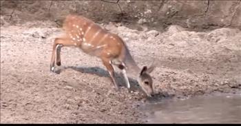 <p>A strange creature with a &#39;Space Helmet&#39; is spotted in woods and turns into a lifesaving rescue. You&rsquo;re going to want to check out this educational and interesting video.&nbsp;</p>

<p>At the start of the video, we learn that a man in Colt, NJ saw something that looked unusual in his backyard at night among the trees. The creature looked quite alien and in fact, it appeared to be wearing a space helmet!</p>

<p>The man continued to stare at the bizarre sight and realized that it was a deer with a round vase stuck on his head. The poor deer could not remove it on his own.</p>

<p>When it comes to animals it can be tricky knowing whether to help them or to leave them be. He shares how common it is to see white-tailed deer in New Jersey. But it is not common to see them wearing &lsquo;space helmets.&rsquo;</p>

<p>The deer was in danger of being attacked by predators and in a vulnerable state, so the man called animal service to come and assist. They put the deer to sleep and removed what was actually part of a lighting fixture filled with some water.&nbsp;</p>

<p>They believe the deer went for a drink and got stuck. One week later the same deer was reported for dehydration and they helped hydrate him back to health and back in the forest, he went.&nbsp;</p>

<p>At the end of the video, they share about a raccoon who&rsquo;d also gotten himself into a bit of trouble. They shared about birds gracefully sitting on wires above and how it appeared that a raccoon had tried to mimic this in Florida.&nbsp;</p>

<p>The poor raccoon had a glass jar of peanut butter stuck on his head and they helped him free. They advise closing jars before throwing them.&nbsp;</p>

<p>God cares about His creation. It is important that we too care for and love His animals and plants. He has entrusted us to look after them. This video inspires us to act when we need to act, but also to be preventative of waste in the environment and care for God&rsquo;s earth.&nbsp;</p>

<p><em>&ldquo;God blessed them and said to them, &lsquo;Be fruitful and increase in number; fill the earth and subdue it. Rule over the fish in the sea and the birds in the sky and over every living creature that moves on the ground.&rsquo;&rdquo; <a href="https://www.godtube.com/bible/Genesis/1-28">Genesis 1:28</a></em></p>
