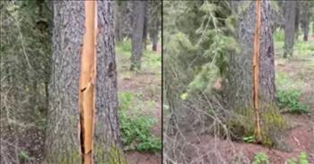 <p>Take several looks at this fascinating, 9-second video of a mesmerizing &ldquo;breathing&rdquo; tree that went viral! It&rsquo;s not like anything you&rsquo;ve seen, and certainly it&rsquo;s fortunate that it was digitally captured!</p>

<p>The photographer that caught this miracle moment was working to assist <a href="https://www.fs.usda.gov/visit/know-before-you-go/hazard-trees#:~:text=A%20%22hazard%20tree%22%20is%20a,from%20age%2C%20fire%20and%20disease.">hazard trees</a> in a forest somewhere in Calgary, Alberta, Canada. Hazard trees are those that are not structurally sound and may present a danger to people or property. The area had experienced heavy rainfall and high winds, and a few trees had been taken down. While working, the crew heard a loud crack and noticed the tree.&nbsp;</p>

<p>We see the tree expand a bit like a tube of biscuits does once pierced with a spoon. The split in the tree runs vertically, and the tree slowly opens up as if taking a nice, big breath. And, it&rsquo;s not merely a few inches of separation! Though it&rsquo;s hard to tell exactly, the tree&rsquo;s trunk opens significantly, and then it slowly returns to its original shape. As it opens, we can see the beautiful amber color of the wood hidden beneath the gray bark. But, more importantly, we observe the glory of God&rsquo;s creation!</p>

<p>The wind in the area had caused the tree to appear to be breathing. There are other similar videos online. <a href="https://www.youtube.com/watch?v=AzbGweVlzew">Check out this one, also in Canada</a>, in which the tree seems to move on a mysterious magic carpet of earth. A meteorologist explains how the weather caused this event as well.</p>

<p>Sure, there is science that causes crazy phenomena like these. But, behind the science is a creator that makes the weather, the earth, the creatures, and all the amazing, majestic trees perform as they do!&nbsp;</p>

<p>Trees are splendid things. We know about Family Trees and <a href="https://www.911memorial.org/visit/memorial/survivor-tree">Survivor Trees </a>and <a href="https://en.wikipedia.org/wiki/The_Giving_Tree">The Giving Tree</a>. We know about The Tree of Life, too. Trees, in all shapes and types, are just another tremendous gift from the God who created it all!&nbsp;</p>

<p><em>&ldquo;Many, Lord my God, are the wonders you have done, the things you planned for us. None can compare with you; were I to speak and tell of your deeds, they would be too many to declare.&rdquo;&nbsp;<a href="https://www.godtube.com/bible/psalms/40-5">Psalms 40:5</a></em></p>
