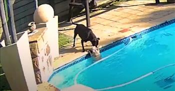 <p>Check out this frightening but ultimately happy video that a security camera captured when a hero dog saved a pup that fell into the family pool!&nbsp;</p>

<p>Our pets do amazing things, and this particularly impressive act of love and smarts happened all the way across the world in South Africa!</p>

<p>Meet Chucky and Jessie. These two are dog siblings, and their human parents are Bryon and Melissa. Bryon and Melissa explain what is happening in the video, but they didn&rsquo;t observe any of this terrifying event in real-time.&nbsp;</p>

<p>They watched it all after returning home and found that little Chucky&rsquo;s head was wet. That&rsquo;s when they reviewed the video footage and learned exactly what had happened while they were out!</p>

<p>Tiny and white, precious Chucky is 13 years old. At the very start of the video, we see him stumble into the pool near the steps. Within moments, Jessie comes into the frame, having seen what has taken place.&nbsp;</p>

<p>As Chucky is trying to stay above water along the edge of the pool, Jessie follows him&mdash;evidently, formulating a plan for getting her bestie out and offering moral support until she does!</p>

<p>Poor pup Chucky doggie paddled for 34 minutes, but, ultimately, big, black Pit Bull Jessie saved her brother!&nbsp;</p>

<p>Though she doesn&rsquo;t like water, Jessie stayed with Chucky and began working to gently pull Chucky from the water. Jessie made several failed attempts, tugging at Chucky&rsquo;s ear and fur to lift him from the pool.&nbsp;</p>

<p>Though it was hard for Bryon and Melissa to watch their beloved dog Chucky in distress, they were extremely proud of Jessie and how hard she worked to save Chucky!&nbsp;</p>

<p>Jessie&rsquo;s continued efforts paid off, and she did get Chucky out and onto dry land!&nbsp;</p>

<p>Both dogs are doing well and are fast friends, probably bonded even more after this crisis. Bryon and Melissa have ordered a pool cover to prevent future accidents, and Jessie, originally a rescue dog, was awarded for her valor!&nbsp;</p>

<p>Awe, a happy ending for these two faithful friends! We&rsquo;ll take that every day!</p>

<p><em>&ldquo;A friend loves at all times, and a brother is born for a time of adversity.&rdquo; <a href="https://www.godtube.com/bible/proverbs/17-17">Proverbs 17:17</a></em></p>
