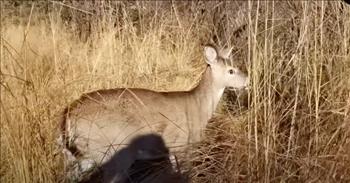 <p>In this incredible video we see bravery and team work. A couple rescues a baby deer trapped on a frozen lake.</p>

<p>At the start of the video, we see a couple using a type of boat on top of the ice to get to a deer who is sitting in the middle of a frozen lake. The woman says, &ldquo;Aww, he is shaking.&rdquo;&nbsp;</p>

<p>They slow their paddling to make sure that they do not scare the deer. They quickly realize it is a girl doe. The couple says hello as their video reveals that they are in Wisconsin. They have to get ropes around the deer&rsquo;s legs and they try to comfort her with their words as they get closer, but the whole situation freaks the poor deer out.&nbsp;</p>

<p>The sweet deer keeps trying to escape but continues to fall on the ice. The man uses an ax to move closer through the ice water, which of course, appears scary to the deer.</p>

<p>They finally get close enough to the deer, and the man struggles to get her at first. The man has to strategically lasso the helpless animal. After a few difficult tries of getting the wrong angle, finally, he succeeds.&nbsp;</p>

<p>The woman holds the precious deer in the back of the boat. The deer looks young and has been rescued from a dangerous situation that probably would have taken her life if this kind couple had not helped.&nbsp;</p>

<p>At the end, the man jokes that he hasn&rsquo;t gotten that much exercise in a long time.&nbsp;</p>

<p>Watching this rescue reminds us that we are like that helpless deer. However, Jesus came for us. He has taken away our sin and given us new life.&nbsp;</p>

<p><em>&quot;For the Son of Man came to seek and to save the lost.&rdquo; <a href="https://www.godtube.com/bible/Luke/19-10">Luke 19:10</a></em></p>
