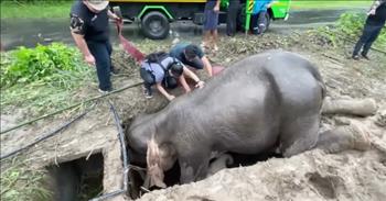 <p>Do you need proof there are still good, courageous, and kind-hearted people out there? If so, you don&rsquo;t want to miss this dramatic moment when vets save a mama elephant and her baby trapped in a hole.&nbsp;</p>

<p>The video reveals a baby elephant who had somehow fallen into a pit because of the heavy rainfalls in their part of the world. The mother elephant was so set on saving her baby&rsquo;s life that she had been lying down in the pit trying to reassure her baby for what must have been hours, if not days. Her dedication to her baby almost cost the mama elephant her life!&nbsp;</p>

<p>By the time humans had gotten involved in the rescue, her heart had given out. The rescue became a race against time to save not only the baby but the mother. Once the baby was pulled free, rescuers began performing CPR.&nbsp;</p>

<p>At one point, the baby snuggled up to her mother as if encouraging her not to leave this world. It seemed as if all hope was lost and the mother wasn&rsquo;t going to make it and then in God&rsquo;s incredible miracle happened, the mother had been revived! There were cheers of joy and triumph and maybe a few tears too!&nbsp;</p>

<p>One viewer left this comment: &ldquo;That was incredible helping the mother elephant. God bless all involved!&rdquo; Another added, &ldquo;What they did was absolutely amazing. Good to know people who care like this still exist.&rdquo;&nbsp;</p>

<p>Another viewer&rsquo;s comment echoed what we all might be feeling, &ldquo;So glad to watch the mother come back to life. Thank you, all those kind-hearted humans who helped the mom and child.&rdquo;&nbsp;</p>

<p>What an absolute blessing one of the rescuers refused to give up performing CPR. His efforts saved one of God&rsquo;s magnificent creatures. I&rsquo;m sure the baby elephant was more than overjoyed to not only be out of the pit but to have its mother back too.&nbsp;</p>

<p>I&rsquo;m incredibly thankful there are still kindhearted and courageous people in this world! We hope their life saving efforts blessed your day and remind you not to become weary in doing good. The good Lord will give us an abundant harvest&ndash;like this life-saving moment.&nbsp;</p>

<p><em><a href="https://www.godtube.com/bible/galatians/6-9">Galatians 6:9 </a>&ldquo;Let us not become weary in doing good, for at the proper time we will reap a harvest if we do not give up.&rdquo;</em></p>
