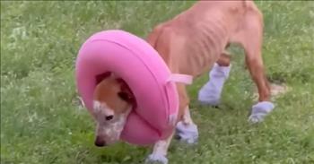 <p>Phelps was in danger of becoming an actual angel. He was found in the bottom of a sewer drain. How he got there, no one knows, but this starved dog makes a miraculous transformation after being rescued. When this poor pooch was found, he was beyond unrecognizable.&nbsp;</p>

<p>He was emancipated, and his paw pads were damaged from being in the sewer, and his tail was suffering from gangrene. Phelps cowered near any human because he didn&rsquo;t know if he would receive their wrath or mercy. Phelps was created to be a companion, to be loved, and the only thing he knew was pain and loneliness until he met his furever dog mom, Crystal.&nbsp;</p>

<p>Stunned by Phelps&#39; abuse, she got him to the vet as quickly as she could to get him the care he so desperately needed. After his tail was removed, he seemed to be in better spirits, but he was still afraid of people. But Crystal wasn&rsquo;t going to give up on him. She took him home, and he explored his new surroundings and met his new doggie siblings.&nbsp;</p>

<p>Slowly, this sweet fella started to heal and came out of his shell one day at a time, especially when he got toys to play with. His dog mom doesn&rsquo;t think he&rsquo;s ever had toys before. It&rsquo;s so adorable to watch him chomp on his new toys and prance off to a corner of the house where he likes to hide them.&nbsp;</p>

<p>The transformation from being pure skin and bones to a healthy, spirited pup was absolutely amazing to watch. Not only does he love his dog mom, he also adores his new big brother Kato. Wherever Kato goes, Phelps is sure to be by his side.&nbsp;</p>

<p>Isn&#39;t it amazing how love can take a broken soul and transform it into something vibrant and full of life? Transformation in our own lives starts when we let God love us. Transformation is not only about changing how you look or changing how you behave. True transformation is about our souls. Phelps is one blessed dog who now has a story of what love can do.&nbsp;</p>

<p><em><a href="https://www.godtube.com/bible/psalms/51-10">Psalms 51:10 </a>&ldquo;Create in me a clean heart, O God; and renew a right spirit within me.&rdquo;</em></p>
