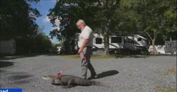 <p>&nbsp;</p>

<p>This is a new one that I have never heard of! An emotional support alligator helps an elderly man overcome depression.</p>

<p>God never ceases to surprise us as to how He can use His unexpected creatures for His greater purposes. A man is on a sidewalk strolling down the street with his pet alligator on a leash.&nbsp;</p>

<p>We see the response of some high school students. One girl has her jaw dropped open. Suddenly, a little boy gets scared.&nbsp;</p>

<p>Joe Hanny is an alligator expert. He does an interview on the front porch and shows that this alligator is different from others. He does not bite. He refuses to close his mouth when you put your hand inside, and they do not know why.</p>

<p>Wally is the alligator&rsquo;s name, and he had to be retired but had nowhere to go, so Joe adopted him as his own pet. We see the gator in a tub in Joe&rsquo;s living room in Hershey, Pennsylvania. Wally loves to eat chicken and Cheetos.&nbsp;</p>

<p>Joe talks about how Wally is his emotional support alligator. Joe lost loved ones and became depressed. During his time of struggle, Wally became more comforting and loving.&nbsp;</p>

<p>Joe shares an endearing story about falling asleep and Wally would be laying on his head, and he would have a paw print on his face. Wally goes everywhere with Joe, to the doctor, the waterpark and has even been a ring bearer in a wedding. Joe says that his depression has significantly improved because of Wally.</p>

<p>This is nothing short of a miracle of God. It is not natural for an alligator not to bite. The Lord has clearly provided for this man in a unique way, and this can remind us, too that Christ cares for all of our needs.</p>

<p><em>&ldquo;Consider the ravens: They do not sow or reap, they have no storeroom or barn; yet God feeds them. And how much more valuable you are than birds.&rdquo; <a href="https://www.godtube.com/bible/Luke/12-24">Luke 12:24</a></em></p>
