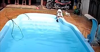 <p>This is a rare rescue caught on video. In this clip, a pitbull rushes to save a chihuahua that fell into a pool.</p>

<p>At the start of this clip, we see an outside security camera catch a sweet little black chihuahua walking with two other dogs near the edge of the pool. Suddenly, the chihuahua accidentally falls into the water.&nbsp;</p>

<p>The other two pups run away, not knowing what to do and watching from a distance. Then, a brave little dog runs from the right over to the drowning dog and comes to his aid. He quickly realizes that he cannot get to the dog when help comes to save the day.&nbsp;</p>

<p>A pitbull appears out of nowhere and grabs the chihuahua by the head and neck like a mother dog picking up her puppies. He has the dog but then loses him, so the pitbull jumps in and does his best to grasp the pup.&nbsp;</p>

<p>Suddenly, he is able to get the dog out of the water right as the owner runs out to see what is going on. This pit bull is a hero.&nbsp;</p>

<p>Witnessing this heroic act reminds us of the great rescue that our Savior Jesus has done on our behalf. We were drowning in our sins and hopeless in our future destiny, but Christ came and helped make a way for us to be forgiven and reconciled to God.&nbsp;</p>

<p>We were headed for eternal death, and He has given us eternal life with Him. We can praise Jesus for the gift of life today.</p>

<p><em>&ldquo;Because, if you confess with your mouth that Jesus is Lord and believe in your heart that God raised him from the dead, you will be saved. For with the heart one believes and is justified, and with the mouth one confesses and is saved.&rdquo; <a href="https://www.godtube.com/bible/Romans/10-9">Romans 10:9-10</a></em></p>
