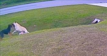 <p>This is an incredible rescue video to witness. In this clip, a pet dog saves a little boy from an attacking dog.</p>

<p>At the start of this inspirational video, we see a boy playing with his dog. They appear happy, just enjoying their front yard in their neighborhood like any other day. The young boy in the pink shirt is running after his fellow pet friend and playing.&nbsp;</p>

<p>When things seem ok, the boy is momentarily on his own, and a large black dog begins charging him out of nowhere from the street. It is a terrifying moment not knowing what is about to happen to the sweet boy. Suddenly, just as the enemy dog approaches, the pet German Shepherd comes to the rescue and jumps in front of the boy.</p>

<p>The little boy is curled up on the ground as his pet jumps and attacks back at the enemy dog. The boy then gets up and begins to run. He stumbles on the hill. The other dog tries to attack again, but the German Shepherd charges at him again, and the boy runs the other way.&nbsp;</p>

<p>Then, a man who apparently owns the attack dog comes in and gets the dog away at the edge of the driveway while the German Shepherd keeps watch, and the boy runs to his mom, who came to help.&nbsp;</p>

<p>The situation would have been a lot worse had the pet pup not been there to protect the boy. It truly was a heroic act and such a relief.</p>

<p>When we feel attacked in our Christian walks, we can know that God is there guarding us and protecting us with the power of the Holy Spirit in us. We do not have to be afraid of the enemy&rsquo;s charge because we are sealed with the Spirit of God.</p>

<p><em>In the same way the Spirit also helps our weakness; for we do not know how to pray as we should, but the Spirit Himself intercedes for us with groanings too deep for words; and He who searches the hearts knows what the mind of the Spirit is, because He intercedes for the saints according to the will of God. <a href="https://www.godtube.com/bible/Romans/8-26">Romans 8:26-27</a></em></p>
