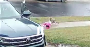 <p>Devoted dad Ariel Eliyahu narrowly saves his daughter from a coyote attack.&nbsp;</p>

<p>Normally Coyotes are fearful of people and try to avoid humans at all costs. But in this heart-stopping video, a brazen and opportunistic coyote attacks a two-year-old little girl in broad daylight. What the coyote mistook for an easy meal turned out to be more than he bargained for.&nbsp;</p>

<p>In the video, you see Ariel getting his daughter out of their car when a coyote jogs up the street. While Ariel is busy getting a toy out of the car that his daughter wanted, the coyote makes a split-second decision to grab the little girl by her fluffy pink coat before attempting to drag her away!&nbsp;</p>

<p>The wild animal drags her across the sidewalk and street as her screams quickly catch her dad&rsquo;s attention. He scoops up his precious baby girl and deposits her in the house before running back outside with a piece of wood.&nbsp;</p>

<p>Had Ariel not reacted as quickly as he did, this terrifying encounter could have ended tragically. Usually, wild <a href="https://www.cdc.gov/rabies/animals/index.html#:~:text=The%20wild%20animals%20that%20most,US%20were%20infected%20by%20bats.">animals</a> don&rsquo;t approach humans. But if they do, they are likely sick with rabies.&nbsp;</p>

<p>A little girl in a different attack, shown at the end of the video, experienced it firsthand when she was attacked on her front porch by a raccoon. Her ordeal was captured on a home video camera. As she screams for help, the girl&rsquo;s mother jumps in to rescue her and wrestles with a rabid raccoon.&nbsp;</p>

<p>The mom even had the strength to push her daughter inside while chucking the raccoon across the yard so she, too, could get inside the house to safety.&nbsp;</p>

<p>Thank God this father didn&rsquo;t waste any time rescuing his precious baby girl from a terrifying situation. We can count on our heavenly father to protect us and put people like our parents in the right place at the right time to rescue us when we need it most.&nbsp;</p>

<p><em>&ldquo;He rescued me from my strong enemy, from those who hated me, for they were too mighty for me,&rdquo; <a href="https://www.godtube.com/bible/2-samuel/22-18">2 Samuel 22:18</a>.</em></p>
