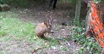 <p>Hold on to your seat as a scared deer is freed from a temporary fence by two selfless wildlife rescuers.</p>

<p>Two members of the Wildlife Aid Foundation work bravely to cut away at a temporary fence that had entangled an unlucky deer in the town of Oxted in Surrey, England. Freeing the deer proved to be dangerous work, as the deer&rsquo;s sharp antlers threatened to hurt the rescuers. The heroes, however, put aside their fears and helped to free the terrified deer.&nbsp;</p>

<p>The Wildlife Aid Foundation rescues all kinds of animals, like birds, foxes, and hedgehogs. Each rescue attempt has its own challenges, but this situation was particularly difficult.</p>

<p>&ldquo;The most dangerous are always deer,&rdquo; says the narrator, &ldquo;With a nasty kick and a tendency to get very stressed if handled, it&rsquo;s vital to approach any deer rescue calmly but quickly.&rdquo;</p>

<p>After the deer is freed, it runs straight into the woods. To avoid further accidents, the homeowner takes down the remaining temporary fence, vowing never to use it again. This considerate act will surely prevent any other animals from getting trapped.&nbsp;</p>

<p>Wildlife Aid Foundation, based in the<a href="https://www.wildlifeaid.org.uk/about-us"> United Kingdom</a>, has been rescuing and rehabilitating wildlife for over 40 years. The foundation works with volunteer rescuers, veterinarians, and caretakers to protect and care for animals in dire situations.&nbsp;</p>

<p>The Wildlife Aid Foundation&rsquo;s mission <a href="https://www.wildlifeaid.org.uk/about-us">states</a>, &ldquo;Each and every animal plays its own part in preserving the balance of nature. At WAF, no British wild animal, from any species, is ever turned away if it needs our help.&rdquo;</p>

<p>The kindness and care that the Wildlife Aid Foundation and its volunteers show to all of Britain&rsquo;s animals, both big and small, is a reminder of the compassion that should be shown to all of God&rsquo;s creation.&nbsp;</p>

<p><em>&ldquo;And God created great whales and every living creature that moveth, which the waters brought forth abundantly, after their kind, and every winged fowl after his kind: and God saw that it was good.&rdquo; <a href="https://www.godtube.com/bible/genesis/1-21">Genesis 1:21</a>.</em></p>
