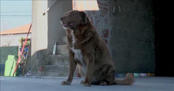 <p>No one enjoys saying goodbye to a beloved and faithful four-legged furry friend. Losing a pet is always difficult. Everyone would love it if animals would never age and pass away. Sadly, though, that&rsquo;s not reality. However, there are some things we might be able to learn from the world&rsquo;s oldest pet.</p>

<p>The Guinness Book of World Records recently named Bobi as the world&rsquo;s oldest living dog. The ancient pooch lives in Portugal and is reportedly a shocking 30 years and 270 days old, according to the <a href="https://www.youtube.com/watch?v=5JnmclwfhZo">report from Good Morning America</a>.&nbsp;</p>

<p>Wow!</p>

<p>So, how has Bobi managed to live such a long life? Well, there are several things Bobi&rsquo;s family credits for the animal&rsquo;s prolonged and continued existence.&nbsp;</p>

<p>Bobi&rsquo;s family points to his healthy diet, which does include human food. As far as the animal&rsquo;s surrounding environment is concerned, Bobi lives a &ldquo;stress-free life in the country where he&rsquo;s allowed to roam,&rdquo; <a href="https://www.youtube.com/watch?v=5JnmclwfhZo">according to the video</a>. &nbsp;Bobi&#39;s family adds that the ancient animal is never put on a leash.&nbsp;</p>

<p>As anyone would expect with a dog that has lived to see more than three decades, Bobi does have some physical ailments. The canine does have some issues with his eyesight and gets around much slower than in previous years.&nbsp;</p>

<p>While the elderly animal has slowed down, he still loves playing with other dogs and spending time with his loving family.&nbsp;</p>

<p>Congrats, Bobi! May your days be full of long, quiet walks, plenty of belly rubs and a ton of doggy treats. Hopefully you do not have to fend off any pesky felines in your advanced years!&nbsp;</p>

<p><em><a href="https://www.godtube.com/bible/genesis/2-19">Genesis 2:19</a> &ldquo;And out of the ground the Lord God formed every beast of the field, and every fowl of the air: and brought them to Adam to see what he would call them: and whatever Adam called every living creature, that was the name thereof.&rdquo;</em></p>
