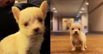 <p>Life can throw some dark and horrible situations our way, but one puppy, given slim chances of survival, beat the odds and is now thriving!</p>

<p>Animals, especially dogs, seem to have the uncanny ability to come back in a big way when things appear bleak. One video <a href="https://www.youtube.com/shorts/CrLIRCj-1mk">posted on YouTube</a> shows the stunning transformation of a dog who was likely to die.&nbsp;</p>

<p>The video begins by showing Penny in rough shape. The text in the video reads that doctors stated, &ldquo;there was no way to save her life.&rdquo; However, those doctors were proven wrong!</p>

<p>But in the following clip, the animal&rsquo;s inspiring journey back to health is apparent. The text reads, &ldquo;after a blood transfusion, Penny started to come back.&rdquo; The animal, held in and wrapped in a blue towel, is fed.&nbsp;</p>

<p>In the next scene, the animal continues to rebound as it lays on its back while someone plays with the cute puppy. It almost even appears to be smiling!&nbsp;</p>

<p>Then Penny is reunited with her mother. The video shows Penny struggling to reach her mother as it attempts to nurse. The following few quick clips perfectly capture the progress of the animal. Penny is spotted playing and curiously roaming down the halls.&nbsp;</p>

<p>However, the clip does not end until showing Penny as a full-grown dog, who has recently graduated from obedience training. Penny is now looking for a forever home, the clip informs viewers.</p>

<p>The clip almost has to be two different dogs. From the sickly-looking puppy at the beginning to the happy, fun-loving dog at the end, Penny&rsquo;s transformation is amazing!</p>

<p>Life can be cruel, putting us in awful positions where winning does not seem at all possible. However, just as Penny shows us, we cannot give up because you never ever know what God has planned!</p>

<p><em><a href="https://www.godtube.com/bible/james/1-12">James 1:12</a> &ldquo;There is a blessing on the man who undergoes testing; because, if he has God&rsquo;s approval, he will be given the crown of life, which the Lord has said he will give to those who have love for him.&rdquo;</em></p>
