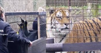 <p>Nothing screams entertainment quite like watching the interactions between animals and humans or when animals encounter new situations.&nbsp;&nbsp;</p>

<p>We found the perfect viral clip to make your day. A stunned Tiger named Boris sees penguins for the first time. Footage of the uncommon encounter went viral on social media, and the original clip has gained over six million views on <a href="https://www.tiktok.com/@welcome2ingland/video/7207578398078651694?embed_source=121331973%2C120811592%2C120810756%3Bnull%3Bembed_blank&amp;refer=embed&amp;referer_url=www.sunnyskyz.com%2Fhappy-videos%2F12278%2FTiger-Is-Absolutely-Flabbergasted-After-Seeing-Penguins-For-The-First-Time&amp;referer_video_id=7207578398078651694">TikTok</a>. It was posted with the caption, &ldquo;Hey Tony, you won&rsquo;t believe what I just saw.&rdquo;&nbsp;</p>

<p>It&rsquo;s hilarious to see why when a cart of King penguins passed Boris&rsquo; enclosure. In nature, tigers would never cross paths with penguins. Perhaps that&rsquo;s why Boris of the Odense, Denmark Zoo was flabbergasted to see such a strange-looking creature.&nbsp;</p>

<p>The cart was taking the birds from a temporary enclosure to their new home in the penguin exhibit. The only way to get there was to walk past the tiger enclosure. The video was recorded to show how animals are cared for in the zoo but Bori&rsquo;s stunned reaction is what caught everyone&rsquo;s attention.&nbsp;</p>

<p>&quot;Why does he look so worried,&quot; one TikTok viewer <a href="https://www.sunnyskyz.com/happy-videos/12278/Tiger-Is-Absolutely-Flabbergasted-After-Seeing-Penguins-For-The-First-Time">commented</a>. &quot;He&#39;s too stunned to speak,&quot; another <a href="https://www.sunnyskyz.com/happy-videos/12278/Tiger-Is-Absolutely-Flabbergasted-After-Seeing-Penguins-For-The-First-Time">wrote</a>. The voiceover in the video adds to the comedic moment that sounds like a perplexed woman. &ldquo;Oh my gosh. What is that?&rdquo; And it really does look like that is what Boris is thinking.&nbsp;</p>

<p>It&rsquo;s true, Boris like other cats, was quite curious and baffled by what he was looking at. He didn&rsquo;t know if the penguins were food, something to play with, or if they were something he needed to run from. I wish I knew what Boris was thinking. Maybe he was perplexed as to why the penguins looked as though they were wearing suits or maybe it was because he didn&rsquo;t know birds could be taller than him.&nbsp;</p>

<p>We hope Boris&rsquo; reaction absolutely made your day!</p>

