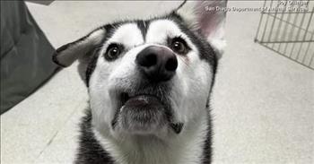 <p>Check out this story of a dog who was unadoptable because people called him &lsquo;ugly&rsquo; and the woman who drove 2,600 miles to rescue him.</p>

<p>A dog named Harvey was at a shelter for six months in San Diego, California. He wasn&rsquo;t being adopted, and there seemed to be no interest in him. Unfortunately, some of the staff at the animal shelter overheard people calling the Husky &lsquo;ugly&rsquo; because of the facial deformity and crooked smile that the dog had.</p>

<p>The animal shelter shared a post online about Harvey, hoping that they could reach more people that would be interested in adopting him. That&rsquo;s when Sherry Lankston comes into this story.</p>

<p>&ldquo;A friend of mine had shared a picture of Harvey. And I was like, &lsquo;Oh my gosh!&rsquo; That face alone was just the most adorable thing ever,&rdquo; said Sherry. &ldquo;The open mouth and his tongue rolling out. And I looked at my husband, and I showed him like, &lsquo;Hey, I&rsquo;ve found our second dog.&rsquo;&rdquo;</p>

<p>&ldquo;When she told me that she had people walk by and call him ugly&hellip;that broke my heart. Absolutely broke my heart,&rdquo; Sherry said. &ldquo;Not a single person had asked to have a playdate with him. Not a single person walked by and wanted to meet him&hellip;.How is that possible?&rdquo;</p>

<p>Sherry decided that Harvey would become the new member of her family. But Sherry lived 2,600 miles away near Seattle, Washington! So she decided to pack up her car, and she drove herself, two kids, and her rescue dog named River down to San Diego to meet and pick up Harvey!</p>

<p>Once she got to the shelter, Sherry learned about Harvey&rsquo;s backstory: &ldquo;They were pretty sure that what had happened was when he was a very, very young pup, he got bit in the face. So that kind of started everything growing, you know, askew. And it just continued on that path. It&rsquo;s not his fault that he has a wonky smile. It&rsquo;s not his fault that he got bit as a puppy.&rdquo;</p>

<p>Now, Harvey has a forever home with his new family and is absolutely thriving!</p>
