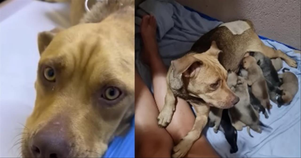 Pregnant Dog In Labor Begs For Shelter After Being Abandoned