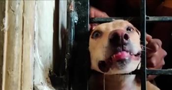 <p>Some kind and caring people rescued a dog who found herself in a terrible, painful situation.</p>

<p>Dogs are precious beings created and put on earth by God. They are a special part of His creation. Being created by God, they deserve kindness and compassion. In addition to that, canines are kind, loving, loyal and make terrific companions.&nbsp;</p>

<p>However, one of these lovable and loyal special creatures was in an awful position. In India, a dog had somehow managed to get her head stuck between metal bars in a fence for more than eight hours. No matter how much she tried, she was unable to free herself.&nbsp;</p>

<p>Her painful yells, with her hoarse voice, are almost too much to bear. It&rsquo;s always tough to watch a poor, defenseless animal suffer in pain.&nbsp;</p>

<p>Luckily, though, some kind strangers came across the animal who was in severe distress. They could see the animal was in trouble and quickly went to work, trying to get her free.</p>

<p>The people try several times to pull the animal free but don&rsquo;t have any luck, resulting in the animal screaming out in pain. But nearly halfway through the clip, at approximately the 1:30-minute mark, they may have come up with a solution.</p>

<p>They started lathering the metal bars around the female dog&rsquo;s head with oil. At the same time, one of the people assisting in the rescue pulls the dog&rsquo;s head backward until it&rsquo;s free.</p>

<p>The freed animal immediately darts outside, and we soon see why it took off so quickly. The dog has puppies awaiting her return in a nearby bush.&nbsp;</p>

<p>May God bless those kind people who stepped in to help a poor, defenseless animal who was in serious agony and discomfort.</p>

<p><em><a href="https://www.godtube.com/bible/deuteronomy/22-4">Deuteronomy 22:4</a> &ldquo;You shall not see your brother&rsquo;s donkey or his ox fallen down by the way, and hide yourself from them: you shall surely help him to lift them up again.&rdquo;</em></p>
