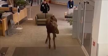 <p>Security cameras are typically in place to deter or catch bad guys, but in Alaska, a camera captures a moose entering a hospital to eat the lobby&rsquo;s plants!</p>

<p>We are so blessed in America! We have fifty amazing states, each with its own points of interest and personality, and Alaska is definitely full of personality.&nbsp;</p>

<p>All sorts of images come to mind when we think about the 49th state. The idea of a moose wandering into a hospital isn&rsquo;t so far from what we might expect. Still, it was an eye-popping experience for those hanging out at Providence Medical Center in Anchorage!&nbsp;&nbsp;&nbsp;</p>

<p>The video begins after Mr. Moose is already in the door. He knew where he was headed&mdash;in the direction of the lush, leafy plant that we see to his left. There may be a whole crop of them that we aren&rsquo;t able to see, too. He&rsquo;s gotten turned toward the door by now, but he&rsquo;s slow to exit. He stops briefly and seems to consider his options before leaving behind the foliage he covets.</p>

<p>At the same time, securing and hospital officials close in around the big guy, leaving him little room to turn back and only one way out. As he moves reluctantly closer to the doors, they slide&nbsp; furniture in the same direction, creating a barricade behind him. Hospital visitors remain calm, as does the moose, and he eventually exits the building.&nbsp;</p>

<p>Being in a hospital is usually connected with sad and worrisome scenarios. Even in the best of situations, it can be boring. So, the young moose provided a healthy dose of fun for folks. They took pictures and now have a great story to share, and there was no harm done.&nbsp;</p>

<p>And how can we blame the child moose? He doesn&rsquo;t have antlers yet. He doesn&rsquo;t know that while hospitals like plants, they aren&rsquo;t often welcoming members of the animal kingdom inside! Maybe, there&rsquo;s a large animal veterinarian down the road!</p>

<p><em>&ldquo;O Lord, what a variety of things you have made! In wisdom, you have made them all. The earth is full of your creatures.&rdquo; <a href="https://www.godtube.com/bible/psalms/104-24">Psalms 104:24</a></em></p>

