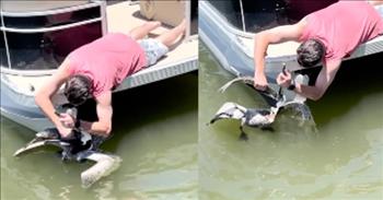<p>Mama always taught us not to bite off more than we could chew. In this case, a pelican didn&rsquo;t heed that advice. Thankfully a boater in Florida saves the Pelican with fish stuck in its mouth.&nbsp;</p>

<p>Pelicans are one of the world&rsquo;s largest birds. They are known for their vast bills, throat pouch, and feet. They&rsquo;re also known for their sneaky and strategic hunting when drumming up food near oceanside restaurants. Some have even been known to swoop in and take food right off your plate.&nbsp;</p>

<p>Their favorite food happens to be fresh fish. We&rsquo;ve seen them glide across the water and scoop up a fish before flying off to devour it whole. In this wild video, a Florida man is encouraged by his daughter to save a bird. The young girl can be heard crying <a href="https://www.youtube.com/watch?v=09kDaN43-vs">out</a>, &ldquo;He&rsquo;s choking. Save him!&rdquo;</p>

<p>The father approaches the Pelican, who is visibly stressed and confused. He had tried to gobble down a fish but didn&rsquo;t notice the double hook attached to the fish. The hook latched into the Pelican and put him in a distressing situation. He couldn&rsquo;t spit it out, and he couldn&rsquo;t swallow it.</p>

<p>Realizing he needed help, the father approached the pelican slowly to assess the situation. He wobbled the fish back and forth as he attempted to get the hook out of the pelican&rsquo;s mouth.&nbsp;</p>

<p>After a few minutes of work, the pelican is free. Much to the delight of the little girl, he floats away with ruffled feathers but he is grateful to be out of the serious predicament he found himself in.&nbsp;</p>

<p>Thankfully the bird is okay and hopefully will never make such an unlucky catch like that again. Now we have a reminder not to bite off more than we can chew. Thank goodness this boater was nearby otherwise, this bird would not have made it.&nbsp;</p>
