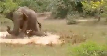 <p>Check out this jaw-dropping moment when a mama elephant saves her baby from a crocodile!</p>

<p>There are mama bears, mama lions, and tiger moms, but they have nothing on this ginormous mom elephant determined to save her little one!</p>

<p>Mom and calf are enjoying a dip. Mom stands near the edge of the small, muddy pool, and her baby lounges at her feet. They&rsquo;re in an Indian Forest somewhere near <a href="https://en.wikipedia.org/wiki/Bhubaneswar">Bhubaneswar, Odisha, India,</a> which is where Indian Forest Service officer Susanta Nanta is stationed.</p>

<p>As the video begins, we can hear the soft sounds of the forest, and all is well until the 10-second mark. That&rsquo;s when Mom realizes that they are not alone in the water, and she&rsquo;s not interested in sharing the space&mdash;certainly not with a toothy, cold-blooded predator!&nbsp;</p>

<p>We see the crocodile pop up from the water just as Mom charges in, determined to destroy the reptile. Her young charge quickly takes cover underneath her. The calf knows that there is no safer place to be than literally under Mama!</p>

<p>While the crocodile is fierce, it&rsquo;s no match for a protective and very large parent. The croc slithers its way out of the pond and away from the massive stomping feet of the enraged elephant whose trumpeting echoes the extent of her fury!&nbsp;</p>

<p>There are lots of expressions about the passion of mothers. We know it&rsquo;s generally not smart to &ldquo;mess with mama.&rdquo; That&rsquo;s a warning for kids, typically. Most moms don&rsquo;t like to be toyed with. But that&rsquo;s even more true when the offending party is messing with a mom&rsquo;s kiddos!</p>

<p>From the safety of his vehicle, Officer Nanta captured a wonderful piece of footage. Check out his <a href="https://twitter.com/susantananda3">Twitter</a> account for many more.</p>

<p>We, human moms, understand the intense love for a child, but God equipped many, perhaps all, of His creation with the instinct to protect their offspring. Our Father knew precisely how to create us all. Every single one!&nbsp;&nbsp;</p>

<p><em>&ldquo;For you created my inmost being; you knit me together in my mother&rsquo;s womb.&rdquo; <a href="https://www.godtube.com/bible/psalms/139-13">Psalms 139:13</a></em></p>
