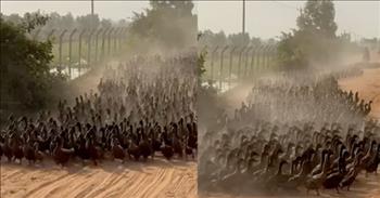 <p>Check out this quick, quirky video because most of us will never actually witness a duck stampede on a dirt road in Cambodia! It&rsquo;s crazy cool!</p>

<p>Our world is full of nutty, weird, enthralling, and lovely plants, landscapes, and creatures. Of course, if we are honest, there are a lot of us humans that fall into one or more of those categories as well!</p>

<p>We know that ducks are used for food in many parts of the world, though it&rsquo;s not certain what&rsquo;s going on in this video. In the distance, there is a person on a motorbike or driving some sort of vehicle, and this batch of chubby-bodied and long-necked birds appear to be running away from the human. It looks a little like a cattle drive in Yellowstone, but the presumed cowboy isn&rsquo;t on a horse, and the animals being herded are ducks.&nbsp;</p>

<p>The big question is where they are headed. Moving en masse, there doesn&rsquo;t appear to be a leader in the group. There have got to be a few hundred in the huddle and not one break from the crowd. They run frantically away from the approaching person and then suddenly make a turn back toward the direction they came from. Perhaps, there was some other threat in the road&rsquo;s bend that caused them all to retreat!&nbsp;</p>

<p>We&rsquo;ve heard the expression about sheep. Maybe, sheep have gotten a bad rap all this time because this is certainly classic &ldquo;following&rdquo; behavior! Not one of these fouls is putting their neck out to do anything different!&nbsp;</p>

<p>Who knows what&rsquo;s going on with these feathered beings? Surely, the ducks kicking up all of the dust at this moment, captured digitally forever, are really just a sweet little gift from God&mdash;a little funny for His other creations.&nbsp;</p>

<p>When life feels weighty and way too serious, it sure is nice to be reminded of simple, silly stuff that happens right next door or all the way around the world!&nbsp;</p>

<p><em>&ldquo;How many are your works, Lord! In wisdom you made them all; the earth is full of your creatures.&rdquo; <a href="https://www.godtube.com/bible/psalms/104-24">Psalms 104:24</a></em></p>
