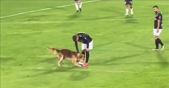 <p>One cute, furry and four-legged friend couldn&rsquo;t help himself and ran onto the field during a soccer game and tried to take off with the ball.</p>

<p>Dogs love attention. Whether it&rsquo;s having their belly scratched, getting a well-deserved doggy treat or engaging in a fun game of fetch, man&rsquo;s best friend likes to be acknowledged. One animal got plenty of attention when he entered the field of play during a soccer game in South America.&nbsp;</p>

<p>The cute and funny incident happened in Curic&oacute;, Chile during a Premier Division league match, according to the <a href="https://www.facebook.com/watch/?ref=external&amp;v=608797407841777">video posted on Facebook</a>. The video begins with a player standing behind the ball as the dog comes flying in from the right, headed straight for the ball.</p>

<p>As the canine reaches the ball, the dog slides, trying to stop itself. However, it overshoots the ball a tad and must backtrack a step. Once the dog reaches the object of its desire; it bites down and latches onto the ball. The dog is not letting go&hellip;at least, not for a few seconds, anyway.&nbsp;</p>

<p>One of the players eventually picks up the animal and carries the dog toward the sideline. Hilariously, the animal still carries the ball in its mouth.&nbsp;</p>

<p>Unfortunately, a few seconds later, the dog loses the ball, dropping it on the ground. The player then meets a member of the event staff and hands off the large dog.&nbsp;</p>

<p>Several people understandably laugh at the curious pup&rsquo;s hilarious antics in the video.&nbsp;</p>

<p>While the dog did momentarily delay the game, the animal appeared to be of an amicable nature. The dog never once fought either the player or the event staff member who carried him off the field.</p>

<p>It remains unclear what potential punishment the animal faces and when he next plans to run onto the field. The dog could not be reached for comment.&nbsp;</p>

<p><em><a href="https://www.godtube.com/bible/genesis/1-21">Genesis 1:21</a> &ldquo;God created the large sea creatures, and every living creature that moves, with which the waters swarmed, after their kind, and every winged bird after its kind. God saw that it was good.&rdquo;</em></p>

