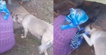 <p>Grab a tissue, and watch one sweet momma dog thank a kind stranger for feeding her starving pups! This one is a tearjerker!</p>

<p>There are a hundred things that we don&rsquo;t know about this quick Twitter clip. Where is this taking place? Is it a rural setting or in a city on the other side of the world? Who is the woman that we see from behind, her violet sweater and blue headscarf the only identifying pieces of information we can collect? Was she equipped with plastic gloves when she came upon the canine family? Have they been abandoned? Countless are the questions we might like to ask.</p>

<p>However, none of that matters because we catch the most important bit of information without knowing all of the extras. Watch this sweet woman offer a beautiful measure of kindness to a hungry dog and her pups.&nbsp;</p>

<p>The lady puts food, though it&rsquo;s hard to tell what kind, in a box or feeder for the pups. There look to be five little guys and gals. They immediately begin eating and enjoying the blessing, but the mother of the adorable litter does not eat.</p>

<p>Instead, after the pups begin eating, she walks around to the other side of the lady benefactor to offer her a gesture of appreciation. The pooch places her paw on the lady&rsquo;s hand and seems to be expressing her gratitude for the nourishment that might save her babies. The lady pauses and lovingly places Momma&rsquo;s head between her hands, petting her and demonstrating her empathy. She understands how the thankful momma dog feels because she may be a mom or caregiver herself.</p>

<p>While studies and statistics may not prove it to be true, dogs certainly do seem to be among the most loyal and loving of God&rsquo;s creatures. This one certainly must be! It just goes to show that love is often understood even when there is no common language&mdash;sometimes even when there is no common species.&nbsp;&nbsp;</p>

<p><em>&ldquo;Even in darkness light dawns for the upright, for those who are gracious and compassionate and righteous.&rdquo; <a href="https://www.godtube.com/bible/psalms/112-4">Psalms 112:4</a></em></p>
