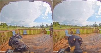 <p>A hilarious viral video shows that one dog has not exactly been blessed with the best memory in the world.&nbsp;</p>

<p>Animals are such a blessing in life. They add so much fun, friendship and love to the life of a pet owner. They will be some of the best friends we&rsquo;ll ever have in life. As any pet owner knows, animals, due to their unique and quirky personalities, are also a great source of laughter.</p>

<p>A <a href="https://www.tiktok.com/@mari_hadalittlelamb/video/7235388524114054442">video posted on TikTok</a> of a confused pet has gotten plenty of views, leaving people in stitches from laughter. In the short, 13-second video, Dolly, a dog, is captured on a doorbell camera, peering right into the camera.</p>

<p>Seconds into the video, the dog, who genuinely seems baffled by the contraption, turns its head sideways. However, as it does that, the animal inadvertently rings the doorbell. The dog, still with what appears to be a confused look on its face, continues to look into the camera as the doorbell sounds.&nbsp;</p>

<p>But then the animal does something even more hilarious!&nbsp;</p>

<p>It backs away and starts barking anxiously because, as the video&rsquo;s description points out, &ldquo;someone is at the door.&rdquo; Yes, the dog is warning others that it has just rung the door. Dolly is on high alert, informing those around her of herself.&nbsp;</p>

<p>As the animal continues barking, it looks out into the yard in a couple of different directions. It almost seems to slowly come to the realization that no one is coming.&nbsp;</p>

<p>Technology can be difficult, confusing and tricky at times, and as the video shows, even animals can get fooled.&nbsp;</p>

<p>The laugh-out-loud clip has been liked more than 400,000 times and viewed more than 1.6 million times!&nbsp;</p>

<p><em><a href="https://www.godtube.com/bible/genesis/1-21">Genesis 1:21</a> &ldquo;And God created great whales, and every living creature that moves, which the waters brought forth abundantly, after their kind, and every winged fowl after his kind: and God saw that it was good.&rdquo;</em></p>
