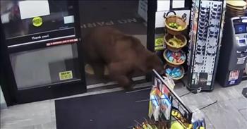 <p>A massive member of the wildlife community entered a California convenience several times for chocolate candy bars.</p>

<p>Plenty of cute, furry and four-legged animals make great pets. They are loyal and friendly creatures that bring no harm to their owners or anyone else around them. However, there is another class of animal where keeping them as pets or even approaching them is totally out of the question.</p>

<p>Bears, especially ones that weigh several hundred pounds, fall firmly into that second group of animals. Sure, they may be cute to look at from behind a steel barrier and several hundred yards away. Even getting feet within such a ferocious creature would mean certain death. Unless, of course, they were craving chocolate.</p>

<p><a href="https://www.youtube.com/watch?v=xApoL_UdFvM">A YouTube video</a> shows a 500-pound bear entering a convenience store in California. The video shows the animal strolling into the store like it&rsquo;s a normal everyday occurrence. The video shows that the store clerk on duty stands mere feet away from the animal.&nbsp;</p>

<p>Luckily for him, the bear wasn&rsquo;t in the mood for humans. It was in the mood for something sweeter: a bag of Snickers. After securing the popular chocolate candy, the clerk said the bear left.&nbsp;</p>

<p>The clerk in the video seemed unbelievably calm for encountering an animal so massive and deadly. He admits that he has had previous run-ins with the animal before it entered the store.</p>

<p>&ldquo;I usually have to run him off after least once or twice a night out of the parking lot,&rdquo; the clerk said. &ldquo;Never out of the store though.&rdquo;</p>

<p>The video shows that the bear returned once again to the convenience store. It was having another craving for chocolate. This time the animal indulged in an entire box of Three Musketeers bars.&nbsp;</p>

<p>Eventually, California conservation officers arrive, capture the animal and release it somewhere far away from the convenience store.&nbsp;</p>

<p><em><a href="https://www.godtube.com/bible/proverbs/27-23">Proverbs 27:23</a> &ldquo;Take care to have knowledge about the condition of your flocks, looking well after your herds.&rdquo;</em></p>
