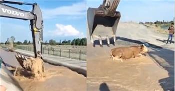 <p>One construction worker used his massive piece of machinery for humanitarian purposes when he saved an animal, which had become ensnared by a fast-moving current.</p>

<p>Animals are creatures designed by the same God who hung the sun, moon and stars in place. The Lord, as mentioned in the book of Genesis, even placed animals on the Earth before man. Since they were formed by and are members of God&rsquo;s creation, animals deserve a certain amount of respect and dignity.&nbsp;</p>

<p><a href="https://twitter.com/SunnySkyzOnline/status/1673326442443161604?ref_src=twsrc%5Etfw%7Ctwcamp%5Etweetembed%7Ctwterm%5E1673326442443161604%7Ctwgr%5Ee5e78c37ed0bd8d0e6c90972cf763e9009a0d008%7Ctwcon%5Es1_&amp;ref_url=https%3A%2F%2Fwww.sunnyskyz.com%2Fhappy-videos%2F12513%2FExcavator-Operator-Saves-A-Calf-That-Fell-In-A-Water-Canal-With-Incredible-Timing">A short clip posted on social media</a> shows how far one person went to save the life of a calf. The 35-second video is of filthy, mud-colored water moving at a brisk pace down a canal in Igdir, Turkey. A few seconds into the video and a large object, off into the distance, can be spotted floating along with the water.&nbsp;</p>

<p>As the water brings the unidentified item closer and closer to the camera, it appears to be some kind of animal lying on its side. Then, as the creature in the water gets to the center of the frame, an excavator appears inches away from the beast in the water.&nbsp;</p>

<p>The excavator and the calf disappear into the canal, down into the filthy water. The excavator quickly reemerges after having captured the calf. The big piece of machinery brings the animal to safety, placing it on solid ground where the beast regains its footing.&nbsp;</p>

<p>The machine operator timed the submersion of the excavator perfectly to pull the animal from the rushing water.&nbsp;</p>

<p>The successful calf rescue captured on camera was only one of two, according to <a href="https://www.sunnyskyz.com/happy-videos/12513/Excavator-Operator-Saves-A-Calf-That-Fell-In-A-Water-Canal-With-Incredible-Timing">Sunny Skyz</a>. The outlet reports that initially, two calves had fallen into the flooded canal. However, philanthropic citizens, using only ropes, corralled and pulled the animal out of the canal to safety.&nbsp;</p>

<p>The other calf, the one captured on video, proceeded to move down the waterway for approximately two miles before the excavator operator stepped in and rescued the bovine.</p>

<p><em><a href="https://www.godtube.com/bible/proverbs/12-10">Proverbs 12:10</a> &ldquo;An upright man has thought for the life of his beast, but the hearts of the evildoers are cruel.&rdquo;</em></p>
