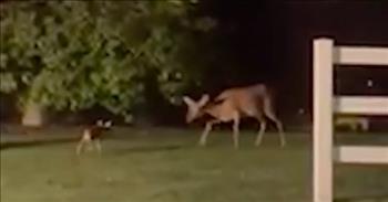 <p>A group of good Samaritans worked together to rescue a distressed baby deer from a storm drain and reunited it with its mother.</p>

<p>Everyone requires a little kindness and grace every now and then. People make poor decisions, wrong choices and errors. No one walking on the earth is perfect. Mistakes happen, and sometimes a little help getting out of a situation, especially an unpredictable and inexplicable one, can make all the difference.</p>

<p>A <a href="https://www.youtube.com/watch?v=phnPY35KAT8&amp;t=26s">video posted on YouTube</a> shows how a group of strangers came together and helped to remove a fawn from a storm drain in Maryland.&nbsp;</p>

<p>As the video explains, the mother of the stuck deer understood that her baby needed help. So, knowing that her fawn was in a precarious position, she began circling the storm drain, where the fawn was caught.&nbsp;</p>

<p>The deer&rsquo;s awkward movements first caught the attention of a mother and son riding bikes in the area.&nbsp;</p>

<p>After assessing the situation, a volunteer dispatcher who lived in the area called in about the stuck deer. Soon after that call, firefighters arrived on the scene to help.&nbsp;</p>

<p>One woman, Kim Brandwin, filmed the entire situation and said a handful of firefighters assisted in the rescue effort. After removing the drain&rsquo;s covering, one of the firefighters went in after the deer.</p>

<p>The video then shows the firefighter emerging from the drain with the fawn in his arms as it cries and cries. The fawn was unharmed and was quickly reunited with its mother, which Kim also captured on camera.</p>

<p>Kim said it was all smiles and high-fives after the deer was rescued.</p>

<p>&ldquo;You could see it on the firemen&rsquo;s faces when they were called to do something, you know, to be able to save this baby deer&rsquo;s life,&rdquo; she said. &ldquo;Everyone was applauding and giving each other high-fives afterwards. You could just see it made people happy.&rdquo;</p>

<p>A little bit of kindness and grace made all the difference for a baby deer and its mother.&nbsp;</p>

<p><em><a href="https://www.godtube.com/bible/proverbs/12-10">Proverbs 12:10</a> &ldquo;A righteous man regards the life of his beast: but the tender mercies of the wicked are cruel.&rdquo;</em></p>
