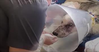 <p>A husky in Texas nearly died of starvation but was rescued by a few kind individuals, and the animal&rsquo;s transformation is mind-blowing.&nbsp;</p>

<p>Life can often be grueling and punishing, filled with overwhelming circumstances. Those experiences can leave people in rough shape physically and mentally. Those situations, in order to make it through, will require the love, support and kindness of others.&nbsp;</p>

<p>A group of kind people concerned about the well-being of an emaciated and severely malnourished dog in Cleveland, Texas, came together to rescue Jake&rsquo;s life.&nbsp;</p>

<p>The first few moments of <a href="https://www.youtube.com/watch?v=B3nlrmI4NhE">the YouTube video</a> are difficult to watch. Jake was in rough shape and very close to death when a group of rescuers were first alerted to the starving husky. The animal could barely lift its head to look at and acknowledge the people attending to him.&nbsp;</p>

<p>&ldquo;The homeowners saw him collapse in their backyard,&rdquo; <a href="https://www.youtube.com/watch?v=B3nlrmI4NhE">one woman said</a>. &ldquo;I went to feel him to make sure he was still alive.&rdquo;</p>

<p>Jake was rushed to the emergency room for immediate care. However, it was unclear whether the animal was going to survive that hour-long trip. The woman in the video mentioned she constantly checked to make sure the animal was still breathing.&nbsp;</p>

<p>It was a week into Jake&rsquo;s recovery before he had the strength to open his eyes. They are a beautiful bright blue.&nbsp;</p>

<p>However, Jake&rsquo;s painful condition didn&rsquo;t dampen his spirit or attitude.</p>

<p>&ldquo;Jake is amazing,&rdquo; one man in the video said. &ldquo;As much pain as he was in, he still had a good attitude, and he still wanted to go and he still wanted to play.&rdquo;</p>

<p>A few weeks later, the video shows Jake progressing and recovering, this time in a foster home. The animal runs back and forth, chasing and fetching after toys.</p>

<p>By the end of the clip, the difference in Jake&rsquo;s appearance and demeanor is astounding. He looks like a completely different dog.</p>

<p>Jake, by his owners, is described as a happy, go-lucky dog who loves life. And a woman in the video gave an explanation for why Jake seems to enjoy everything so much.</p>

<p>&ldquo;I think the reason that he enjoys everything the way that he does is because he knows what it&rsquo;s like to be without it,&rdquo; she said.</p>

<p><em><a href="https://www.godtube.com/bible/proverbs/12-10">Proverbs 12:10</a> &ldquo;A righteous man regards the life of his beast: but the tender mercies of the wicked are cruel.&rdquo;</em></p>
