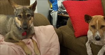 <p>After being rescued from a slaughterhouse in Asia, one animal eventually found a happy, loving forever home.</p>

<p>It&rsquo;s often said that dogs are man&rsquo;s best friends. They are dependable, loyal and caring animals. However, sadly, humans can mistreat man&rsquo;s best friend. Instead of providing them with the kindness and love they deserve, the dogs receive cruelty or even neglect.&nbsp;</p>

<p>A <a href="https://www.youtube.com/watch?v=kx6E9brDxqE">clip posted on YouTube</a> shows the long, heartbreaking and tear-jerking path to happiness for one furry, four-legged creature, Lavery. As the clip points out, Lavery&rsquo;s story began in Southeast Asia. Lavery was saved from a slaughterhouse for dogs in Cambodia.&nbsp;</p>

<p>People with a global animal welfare charity came across Lavery, who was understandably shy and scared, locked in a cage at the Asian slaughterhouse. After shutting down the facility and rescuing all the dogs found at the slaughterhouse, Lavery began a new life in the United States.</p>

<p>The frightened pup was placed in a San Diego foster home. This adjustment would take some time for Lavery.</p>

<p>&ldquo;He was so scared and shy, with his tail between his legs, and shaking when we picked him up,&rdquo; Lavery&rsquo;s foster mom said.&nbsp;</p>

<p>Days later, Lavery started to adjust. He became more confident with his new surroundings as his tail raised a little during walks.&nbsp;&nbsp;</p>

<p>He eventually wanted a friend, trying on several occasions to play with the couple&rsquo;s older dog. Unfortunately, Lavery&rsquo;s attempts were, for the most part, in vain.&nbsp;</p>

<p>After two weeks in foster care, Lavery was like a brand-new dog. That scared and nervous energy evaporated into a playful and fun-loving animal.&nbsp;</p>

<p>Soon after the dog turned a huge corner, Lavery&rsquo;s foster mom mentioned that they received an application, which sounded perfect for the rescued pup. A family of two adults was looking for a second pet, a playmate for their dog, Larry.</p>

<p>&ldquo;It&rsquo;s almost too good to be true,&rdquo; Lavery&rsquo;s foster mom said.</p>

<p>Ryan and Karen instantly fell in love with Lavery and decided to adopt him, adding Lavery to their loving home. While Lavery was initially nervous and unsure about his new home, he soon warmed up. By the end of the first day in his new home, he was sound asleep, between Ryan&rsquo;s legs.</p>

<p>Lavery may not have started off in the best situation, but he eventually found his loving forever home.&nbsp;</p>

<p><em><a href="https://www.godtube.com/bible/proverbs/12-10">Proverbs 12:10</a> &ldquo;A righteous man regards the life of his beast: but the tender mercies of the wicked are cruel.&rdquo;</em></p>
