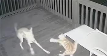 <p>One cat valiantly fought for its life and narrowly escaped during a frightening confrontation with a coyote.</p>

<p>Life is a precious and fragile gift that must be handled with care and dignity. When someone is in a life-or-death situation, instinct will naturally kick in. People will do whatever it takes &ndash; run, hide or fight - to survive whenever their life is threatened.&nbsp;</p>

<p>The same goes for members of the furry and four-legged community as well, as one <a href="https://www.youtube.com/watch?v=7zSOYB0Iwp0">video on YouTube</a> perfectly displays. A cat fought and scrambled for its life when it came up against a coyote.</p>

<p>Movies and television shows portray cats and dogs as natural enemies. For one reason or another, cats and dogs may avoid each other, opting to spend their time in different ways. However, their interactions don&rsquo;t often result in deadly fights for survival.&nbsp;</p>

<p>But when a house cat encounters a much larger animal, like a coyote, it&rsquo;s a much different story. The fight was caught on a home&#39;s surveillance camera.&nbsp;</p>

<p>The short clip begins as the cat comes screaming around the corner with the coyote hot on its tail. The coyote even appears to try and take a bite of the cat&rsquo;s tail. The cat, not willing to give up and surrender its life to the coyote, jumps and lunges at the animal&rsquo;s neck.&nbsp;</p>

<p>Luckily, for the much smaller cat, there is a lawn chair of some kind present on the porch. The feline uses the outdoor furniture to its advantage, hiding underneath the chair. The coyote has difficulty reaching the cat.</p>

<p>But the cat is not in the clear yet. Things get much worse before they get better for the frightened feline.</p>

<p>The cat begins climbing up the porch&rsquo;s railings trying desperately to escape from the coyote, but it&rsquo;s pulled back twice.&nbsp;</p>

<p>Eventually, the cat manages to climb, getting away from the coyote threatening its life.</p>

<p><em><a href="https://www.godtube.com/bible/proverbs/12-10">Proverbs 12:10</a> &ldquo;An upright man has thought for the life of his beast, but the hearts of evildoers are cruel.&rdquo;</em></p>
