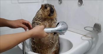 <p>Sometimes we just need a good laughable animal video. In this clip, a relaxed marmot loves getting a bath.</p>

<p>You might be asking, what is a marmot? A marmot is a very large squirrel. This rodent is seen in the video being given a bath for the first time and it is very entertaining. At first, the animal does not seem interested in the water. He is very pensive and cautious. We see him being sprayed off with a shower hose. Then, he is cleaned with soap. His eyes are large and a little in shock as if he does not know what to think.&nbsp;</p>

<p>The owner hilariously takes hold of the massive squirrel and allows the water to drain in the sink off of his fur. It is time for the back side. As the owner scrubs and suds up the rodent&rsquo;s back, he is very calm and accepting of the bath time. He appears to be relaxing and loving it.</p>

<p>The end product of his bath is beautiful. The marmot seems so content and his hair is shiny and fluffy. He holds on to his owner as he receives a towel off session. It is as if this marmot has gone to the spa and is super fresh. He is beyond content.</p>

<p>As we watch this unique creature receive a good cleaning, at first he does not know what to expect, but then he is in awe. His demeanor changes from uptight to complete relaxation. He has quite literally been washed clean.</p>

<p>As we ponder our own relationships with God, may we remember that we come before Him dirty and He washes away all of our sin.&nbsp;</p>

<p><em>&ldquo;If we confess our sins, he is faithful and just to forgive us our sins and to cleanse us from all unrighteousness.&rdquo; <a href="https://www.godtube.com/bible/1-John/1-9">1 John 1:9</a></em></p>
