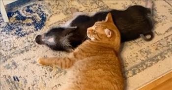 <p>You have to check out this adorable video of a rescued piglet and cat becoming the best of friends. It is a sweet friendship that will make you smile from ear to ear.</p>

<p>&ldquo;When Sparky the piglet was rescued, he was brought to Sleepy Pig Farm where he set his eyes on Dexter the cat&hellip;and the rest is history,&rdquo; reads the caption of the YouTube video.</p>

<p>As a baby, Sparky the pig was in dire shape. At the time of his rescue, he was covered in mange and parasites. Thank goodness for Sleepy Pig Farm, who took Sparky in so he could heal and have a safe home. And that is where he met his new best friend, Dexter the cat!</p>

<p>The cat and the piglet hit it off right away, making the cutest pair! In the video, there are scenes of the duo cuddling up together on a couch, lying side by side on the floor, giving each other little kisses, and playing around together in the kitchen. These two have become inseparable, and their sweet bond is just heartwarming to witness.</p>

<p>What a blessing Sleepy Pig Farm has become to Sparky the Piglet. Not only did they give him another chance at life, but they also gave him a cherished best friend in Dexter the cat. The pair is an unlikely one, but their bond is strong!</p>

<p>We hope you enjoyed this video of a rescued piglet and cat becoming the best of friends, and it was able to warm your heart today and bring you some joy!</p>

<p><em><a href="https://www.godtube.com/inspirations/your-daily-verse-ecclesiastes-49-10.html">Ecclesiastes 4:9-10</a><br />
Two are better than one, because they have a good return for their labor: If either of them falls down, one can help the other up. But pity anyone who falls and has no one to help them up.</em></p>
