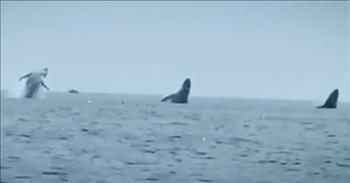 <p>You don&rsquo;t want to miss this once-in-a-lifetime, awe-inspiring moment! Three humpback whales are captured on camera in a synchronized rare triple breach jump!&nbsp;</p>

<p>When we think of sea life, we think of the depth of the ocean, blue churning waters, and its inhabitants. The ocean and its creatures remain mysterious but of all the animals in the deep blue sea, whales leave us in awe. I don&rsquo;t know if you&rsquo;ve ever been out in the ocean and managed to witness a whale breaching the surface. The sight absolutely humbles you and reminds you there is a Creator.</p>

<p>It&rsquo;s incredible to learn <a href="https://oceana.org/marine-life/humpback-whale/">humpback</a> whales swim 16,000 miles between their feed and breeding grounds, all the while capturing our fascination during their worldwide travels. God smiled down upon one man who managed to capture a rare sighting of humpback whales dancing in the ocean.&nbsp;</p>

<p>In this viral video, we get to witness the absolutely rare splendor of three whales in a triple breach. Or whale ballet if you&rsquo;d rather define this spectacular moment that way.&nbsp;</p>

<p>In the video, three whales rise out of the water in unison as they surge upwards while doing a full rotation before gracefully swimming up under. The man who captured this incredibly rare moment will definitely remember it for a lifetime, and he will always have one whale of a tale to tell.&nbsp;</p>

<p>This incredible sighting reminds me of God and all of his creation. Every creature has its proper environment where its meant to flourish. The Good Book reminds us that if we abide in Christ, he will abide in us, causing us to flourish. When we bloom where we&rsquo;re planted, I imagine God is in awe of us too.&nbsp;</p>

<p><em>&ldquo;And God created great whales, and every living creature that moveth, which the waters brought forth abundantly, after their kind, and every winged fowl after his kind: and God saw that it was good,&rdquo; <a href="https://www.godtube.com/bible/genesis/1-21">Genesis 1:21</a>.</em></p>

