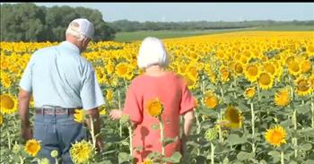 <p>One man in Kansas went all out when it came to getting his wife something for their 50th wedding anniversary.</p>

<p>Marriage is one of the most difficult and rewarding things an individual can do in life. No marriage is perfect, and not every day will be sunshine and roses. Anyone who has been married for more than a week understands that arguments and rough patches are part of the relationship.</p>

<p>So, whenever a couple reaches a momentous milestone in their relationship, it&rsquo;s always a good idea to recognize such an occasion. That&rsquo;s what Lee Wilson, a farmer in Kansas, did when it came to his and his wife&rsquo;s 50th wedding anniversary, according to <a href="https://www.youtube.com/watch?v=kUVR1mG4-gI">a clip posted on YouTube</a>.&nbsp;</p>

<p>However, instead of purchasing his wife an overpriced bouquet of roses or daffodils, Lee gave her a little more than 12 flowers. He gave his wife more than 1 million sunflowers.</p>

<p>The clip mentions that Lee and his son planted the sunflowers, his wife&rsquo;s favorite, across 80 acres in May. Also, somehow, Lee was able to keep the flowers a surprise.</p>

<p>While Lee and his wife have been married for 50 years, they were actually high school sweethearts.&nbsp;</p>

<p>What an unbelievable and jaw-dropping display of love!</p>

<p>Lee&rsquo;s massive gift of sunflowers will forever and always make a typical bouquet of flowers look like there was very little to no effort. However, while Lee&rsquo;s wife had to be absolutely blown away by her gift, Lee may have set the bar too high.</p>

<p>How do you ever top giving someone more than 1 million flowers? It will be interesting to see what Lee does next year for their 51st anniversary. Will Lee be in the doghouse if his wife doesn&rsquo;t get at least a couple hundred thousand flowers next year?&nbsp;</p>

<p><em><a href="https://www.godtube.com/bible/genesis/2-24">Genesis 2:24</a> &ldquo;For this cause will a man go away from his father and his mother and be joined to his wife; and they will be one flesh.&rdquo;</em></p>
