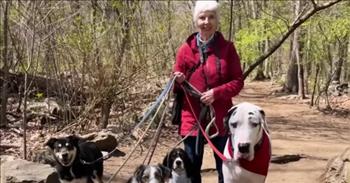 <p>A Great Dane and a widowed grandmother, who recently lost her husband, have formed a sweet friendship that has given her a sense of purpose after her loss.&nbsp;</p>

<p>The good Lord knew what he was doing when he created and placed dogs on earth with humans. They are some of the most dependable, loyal and loving creatures on the planet. Canines are also resilient and persistent, refusing to let anything get them down. They are always willing to trust and love.&nbsp;</p>

<p>Kernel, a Great Dane, would often go on long walks in the woods with his owner. It was on these walks when Kernel befriended and fell in love with an older couple. However, one day, the man passed away, but Kernel was there to provide the elderly widow with a sense of routine and purpose, according to a <a href="https://www.youtube.com/watch?v=igiwOgXRPa4">video posted on YouTube</a>.</p>

<p>But Kernel forging a friendship and taking a liking to the older woman also reminded Kernel&rsquo;s owner, Alyssa, of her own grandmother. Alyssa explains that she lost her mother when she was in high school and became very close to her grandmother and, as a result, so did Kernel.</p>

<p>&ldquo;I was super close with my grandparents, and watching Kernel and my nana fall in love with each other kind of just made everything right in the world for a minute,&rdquo; Alyssa said.</p>

<p>She later added that &ldquo;losing my nana was a lot.&rdquo;</p>

<p>Now, the elderly widow joins Alyssa, Kernel and Alyssa&rsquo;s other dogs for a hike in the woods at least once a week.&nbsp;</p>

<p>The elderly woman, Alyssa and Kernel have grown so close that she even invited them over for dinner on Mother&rsquo;s Day. The video shows the Great Dane walking through the woman&rsquo;s apartment, taking in the sights, sounds, smells and even drinking from the bathroom sink.</p>

<p>It&rsquo;s amazing how much one large dog taking to an elderly couple in the woods has positively impacted the lives of everyone involved.&nbsp;</p>

<p><em><a href="https://www.godtube.com/bible/genesis/1-21">Genesis 1:21</a> &ldquo;And God created great whales, and every living creature that moves, which the waters brought forth abundantly, after their kind, and every winged fowl after his kind: and God saw that it was good.&rdquo;</em></p>
