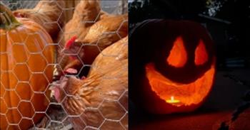 <p>A group of barnyard animals, already in the Halloween spirit, displayed their unique talent by carving up a pumpkin.</p>

<p>For many, Halloween is a fun-filled time of year. Children get to dress as their favorite fictional characters and then go door-to-door, asking perfect strangers for pieces of free candy. Others may prefer the seasonal Halloween, fall items where nearly everything is pumpkin-spiced flavored.</p>

<p>However, some may enjoy carving pumpkins. It&rsquo;s normally an activity when families get together and carve a Halloween-themed design on the large, orange-colored piece of fruit. A <a href="https://www.instagram.com/reel/Cwu6A38ubxq/?igshid=MzRlODBiNWFlZA%3D%3D">video posted on Instagram</a> takes this annual activity in a completely different direction. A group of chickens do all the work and carve up the pumpkin.</p>

<p>The short clip begins with a young woman stating what her feathered friends will soon be doing.</p>

<p>&ldquo;My chickens are going to carve this pumpkin here,&rdquo; the woman says as she holds a sizable pumpkin. &ldquo;And they are very excited about it.&rdquo;</p>

<p>Next, she helps the chickens by scratching up the pumpkin, making it abundantly clear where she wants the chickens to work. She takes a knife to the orange fruit, creating distinct shapes for the eyes and mouth.</p>

<p>Then, it&rsquo;s time for the farm animals to get to work. The woman places the pumpkin in their pen and lets the chickens do their thing. They immediately surround the pumpkin and begin their creative process, picking and plucking at the indentations that the young woman had already made.</p>

<p>Their process may have been a little slow, but by the end of the video, a face &ndash; two eyes and a mouth &ndash; had been carved out by the chickens. The clip ends with the woman placing a lighted candle inside the pumpkin, making for the perfect Halloween pumpkin.</p>

<p>That&rsquo;s a terrific and supremely creative idea. Why not have animals that already enjoy picking and carving things cut up your decorative pumpkin for Halloween?</p>

<p><em><a href="https://www.godtube.com/bible/proverbs/12-10">Proverbs 12:10</a> &ldquo;An upright man has thought for the life of his beast, but the hearts of evildoers are cruel.&rdquo;</em></p>
