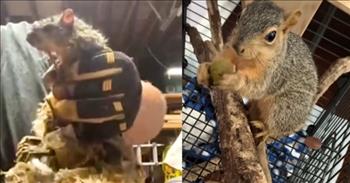 <p>A kind man rescued a couple of squirrels after he spotted them all knotted up in a massive pile of trash and debris.</p>

<p>At times, all human beings require some kindness, grace and help. No one is perfect, and everyone has their flaws. So, helping someone in a bind, even if it is of their own making, can make a world of difference. That, as it turns out, is the same for animals. They also need some love and grace from a kind stranger every now and then.</p>

<p>A <a href="https://www.youtube.com/watch?v=fRBR-yRnqQI">clip posted on YouTube</a> shows a benevolent and caring man who came across two squirrels in a tangled-up nightmare of a mess. Originally, the man thought it was nothing but &ldquo;garbage bags.&rdquo; But upon closer inspection, the man discovered two squirrels caught in the moving pile of garbage.</p>

<p>After his startling discovery, the man called his wife and informed her of his shocking find. She came home and assisted with the situation, helping to unravel the squirrels&rsquo; tails from the unwieldy mess. Eventually, the husband and wife successfully untangled the animals and set them free, allowing them to head up a tree.</p>

<p>Later, they heard a &ldquo;racket,&rdquo; it was one of the squirrels hanging onto the outside of one of their house&rsquo;s windows. Its tail was badly injured.&nbsp;</p>

<p>&ldquo;It was almost like he was asking for help,&rdquo; said Joe, the man who found the two tangled squirrels.&nbsp;</p>

<p>So, Joe and his wife, Lindsay, recaptured the injured squirrel and took the little guy to a veterinarian for treatment. Once at the rehabilitation center, the squirrel received the help he needed, and he even bonded with another squirrel who also happened to be at the center.</p>

<p>Eventually, the once-injured squirrel and his new buddy were released back into the wild, where they can resume normal, everyday squirrel activities.</p>

<p>&ldquo;It might just be a squirrel to one person, but you&rsquo;re making a world of difference for that one animal,&rdquo; the veterinarian in the clip said.&nbsp;</p>

<p><em><a href="https://www.godtube.com/bible/proverbs/12-10">Proverbs 12:10</a> &ldquo;An upright man has thought for the life of his beast, but the hearts of the evildoers are cruel.&rdquo;</em></p>
