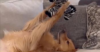 <p>One adorable animal truly loves and appreciates his toys, and the dog has the cutest way of showing high regard for his possessions.</p>

<p>The good Lord has greatly blessed most people. He consistently meets our basic requirements to survive in the world. In fact, most of the time, God even goes above and beyond what we need. Yet, everyone is guilty, at one time or another, of asking Him for more and not appreciating enough what He has already done in our lives.&nbsp;</p>

<p>But, as a <a href="https://www.youtube.com/watch?v=DD9wOyWmJDY">video posted on YouTube</a> shows, one four-year-old golden retriever, Teddy, is beyond thankful for what he has been given. The happy pup loves his toys and holds his playthings in an adorable way so that he can lovingly gaze upon them.</p>

<p>The short clip begins with Teddy relaxing on a couch, lying on his back with two of his four legs in the air, pointed at the ceiling. In the animal&rsquo;s two legs, Teddy holds a stuffed animal, at which the animal stares.&nbsp;</p>

<p>&ldquo;Every time you see Teddy, he has a toy in his mouth,&rdquo; Johnathan Lower, Teddy&rsquo;s owner said. &ldquo;He likes to admire them. He&rsquo;s just a toy dog. That&rsquo;s what he&rsquo;s all about.&rdquo;</p>

<p>But when it comes to his toys, Teddy does not appear to show favoritism. He loves them all equally, according to Johnathan.</p>

<p>&ldquo;Teddy&rsquo;s favorite toy is really anything that he can get his mouth on as quick as possible,&rdquo; he said. &ldquo;When you&rsquo;re coming in the house, he doesn&rsquo;t make a mad dash for you. He makes a mad dash to grab a toy and bring it to you.&rdquo;</p>

<p>Johnathan adds that Teddy is about as chill and relaxed as a dog can possibly be. In the clip, Teddy relaxes on the couch without a care in the world, except for his toys. Teddy really loves and admires his toys.</p>

<p><em><a href="https://www.godtube.com/bible/genesis/1-21">Genesis 1:21</a> &ldquo;And God created great whales, and every living creature that moves, which the water brought forth abundantly, after their kind, and every winged fowl after his kind: and God saw that it was good.&rdquo;</em></p>
