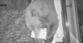 <p>Some people in Colorado got an uninvited houseguest, as a large wild animal was caught on surveillance camera letting itself into a home and was then spotted making off with several pieces of food.</p>

<p>While some animals are cute, furry and cuddly, and the urge to hold them is strong, that is not the case for others. In fact, getting too close to some creatures may result in serious and even fatal injuries. Lions, crocodiles and gorillas are just a few that immediately come to mind when thinking about that potentially deadly group of creatures.</p>

<p>Another one to include in that fear-inducing group of animals is bears. They are large, strong, can climb, and most can move with a surprising amount of speed. That&rsquo;s why one <a href="https://www.youtube.com/watch?v=Iu1Eq4L24qs">video posted on YouTube</a> is so shocking as a bear was captured breaking into a home in Colorado.&nbsp;</p>

<p>The short 58-second clip begins with the large animal pulling itself up to and then easily breaking a window. After creating an opening in the Colorado home, what is likely the most impressive and frightening part of the clip happens.&nbsp;</p>

<p>The window appears too small and narrow for the massive wild animal, but that&rsquo;s not the case. The bear then contorts its body until it successfully fits through the window and gains entry into the house. It was bound and determined to get inside the house.&nbsp;</p>

<p>The video shows the bear returning, and exiting the house several times, each time with something in its mouth. The bear seemed to know what it wanted and where to find it.&nbsp;</p>

<p>Sabrina Vasquez and her husband, the owners of the Colorado cabin, were thankfully not home at the time of the wild animal&rsquo;s visit.&nbsp;</p>

<p>However, she adds that her husband will have to pick up another steak to enjoy for dinner. The bear helped itself to her husband&rsquo;s Tomahawk steak and then proceeded to raid their refrigerator and pantry.&nbsp;</p>

<p><em><a href="https://www.godtube.com/bible/proverbs/12-10">Proverbs 12:10</a> &ldquo;An upright man has thought for the life of his beast, but the hearts of the evildoers are cruel.&rdquo;</em></p>
