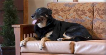 <p>A stray dog was bound and determined to become a member of a Michigan senior living facility, breaking out three times of a nearby animal shelter and jumping fences to visit the nursing home.&nbsp;</p>

<p>Everyone wants to be in a place where they are needed and desired. People want to be somewhere and with someone who values their skills, gifts and talents. Much like human beings, animals also want to be where they are valued and loved. This seems to be especially true for one stray dog in Michigan.</p>

<p>In a <a href="https://www.youtube.com/watch?v=kLdYWmXvMlo">clip posted on YouTube</a>, residents and staff of the Meadow Brook Medical Care Facility mention how much Scout has meant to them. As one staff member remarked, Scout wanted to be at the care facility. The animal knew he had a purpose.</p>

<p>&ldquo;And he did this [broke out of the shelter and snuck into the nursing home] three times, &ldquo;Marna Robertson, the facility&rsquo;s administrator, said. &ldquo;And at that third time, &lsquo;I said something, something is not right here, and he wants to live here. He wants to be here.&rsquo;&rdquo;</p>

<p>The loving animal has brought normalcy to the residents. He gives those living at the facility a feeling of being at home.&nbsp;</p>

<p>&ldquo;Having a dog in the household is more like a loving home environment,&rdquo; Jennifer Martinek, household coordinator, said. &ldquo;So, what would normally feel like an institution, it feels more like a home with a pet.&rdquo;</p>

<p>Scout seems to possess a sense when one of the residents is hurting and nearing the end of their life. The precious animal spends extra time with those in pain and needing comfort.&nbsp;</p>

<p>One woman, Shirley Sawyer, one of the facility&rsquo;s residents, recently lost her brother. Scout seemed to understand what her brother was going through and knew the end was coming.</p>

<p>&ldquo;Scout spent a lot of time with him [her brother Bob],&rdquo; Shirley said. &ldquo;He would lay down in his room or on his bed. And just, I think it made Bob feel more comfortable to have him there.&rdquo;</p>

<p>Following Bob&rsquo;s death, Scout seems to have understood Shirley&rsquo;s loss and that she was hurting following the loss of her brother.&nbsp;</p>

<p>&ldquo;I think he spent a little more time with me than he did before,&rdquo; Shirley said. &ldquo;Cause he&rsquo;ll come in and just lay down for maybe half hour or so and then he&rsquo;d leave.&rdquo;</p>

<p>What a precious animal who obviously cares deeply for the residents and the staff.</p>

<p><em><a href="https://www.godtube.com/bible/genesis/1-21">Genesis 1:21</a> &ldquo;And God created great whales, and every living creature that moves, which the waters brought forth abundantly, after their kind, and every winged fowl after his kind: and God saw that it was good.&rdquo;</em></p>

<p>h/t: <a href="https://www.godupdates.com/dog-sneaks-into-nursing-home/">GodUpdates</a></p>
