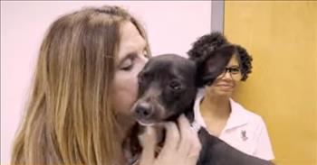 <p>After a woman&rsquo;s relentless search for a dog lost at the world&rsquo;s busiest airport, Maia, a chihuahua mix pup, is back with her owner.</p>

<p>Animals have a way of sneaking their way into our hearts. Those furry, four-legged creatures essentially become members of the family. Whenever they are missing, for any amount of time, their absence is felt and noticeable. A lost or missing pet has to be one of the most stressful and anxiety-ridden situations anyone can experience.</p>

<p>Unfortunately, that was the exact situation that Paula Rodriguez experienced. It all began when Maia and her owner, Paula Rodriguez, were flying from the Dominican Republic to San Francisco, California, according to a <a href="https://www.youtube.com/watch?v=13pODLDvS08">clip posted on YouTube</a>.</p>

<p>However, during a stop in Atlanta, Georgia, Paula, because she did not have the correct paperwork to enter the country, was forced to spend the night in the airport&rsquo;s detention center. Because of the airport&rsquo;s rules against pets in the detention center, Maia and Paula were separated, the clip reports. But the next day, Delta, who had agreed to take care of Maia for the night, lost the animal, with it getting free on the runway.</p>

<p>After that incident, many volunteers, including Robin Allgood, set out to help find and secure the animal. She put out hundreds of signs, hoping to find the animal. But weeks passed, and there was no sign of Maia.</p>

<p>But then, early one morning, Robin got a call that Maia had been spotted on the runway. After getting the runaround from anyone and everyone associated with the airport, Robin was eventually allowed into the area where a dog had been spotted 12 hours later.&nbsp;</p>

<p>It was Maia! After 22 days, the lost dog had been recovered.</p>

<p>The clip points out that Maia was dehydrated and had lost seven pounds during that time, but she was soon reunited with her owner.</p>

<p>Thanks to the relentless efforts of Robin, Maia was back home, reunited with her family.</p>

<p><em><a href="https://www.godtube.com/bible/ephesians/4-32">Ephesians 4:32</a> &ldquo;And be kind to one another, full of pity, having forgiveness for one another, even as God in Christ had forgiveness to you.&rdquo;</em></p>
