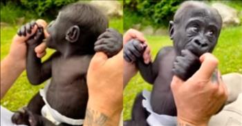 <p>A clip of a tiny, baby creature still learning about his surroundings, will have many people unable to withstand all the cuteness contained in such a small amount of time.&nbsp;</p>

<p>Everyone loves cute, cuddly and furry animals. For some people, it&rsquo;s almost impossible to walk by a dog or a cat without asking to hold or pet the four-legged creature. At the very least, the person, unable to withstand how cute the animal is, will have to make the obligatory &ldquo;aww&rdquo; sound.&nbsp;</p>

<p>The <a href="https://www.youtube.com/watch?v=opu-HmwDz_o">clip posted on YouTube</a> shows a baby, a 2-month-old gorilla, Klaus, taking in all the sights and sounds of his surroundings. At that age, the animal is still learning and likely experiencing that particular environment in the clip for the first time.&nbsp;</p>

<p>The video begins with the baby gorilla, who is wearing a diaper, on the lap of its caretaker. The animal, for a few seconds, appears to be lightly chewing on a pair of the caretaker&rsquo;s feelings. Seconds later, the gorilla, who is being held into place by its caretakers, stands up and peers right into the camera, biting on fingers on the trainer&rsquo;s other hand.</p>

<p>The animal appears to be overjoyed by the sound of a bird flying overhead. It gazes up into the sky as it hears the aerial being, makes a noise and then even stands up.&nbsp;</p>

<p>The video&rsquo;s description explains that the 2-month-old animal has already accomplished several important milestones, including crawling, rolling over and grasping other objects.</p>

<p>The description adds that what is seen in the video, is essentially an activity meant to build up and develop the muscles in the animal&rsquo;s legs. While still, at times, a bit wobbly, Klaus appears to be making excellent progress.&nbsp;</p>

<p>From the looks of the video, Klaus is well on his way to perfecting the standing part of development.&nbsp;</p>

<p><em><a href="https://www.godtube.com/bible/genesis/1-21">Genesis 1:21</a> &ldquo;And God created great whales, and every living creature that moves, which the waters brought forth abundantly, after their kind, and every winged fowl after his kind: and God saw that it was good.</em></p>
