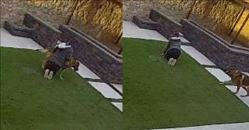 <p>A woman who is several months pregnant was having an issue getting to her feet when her loving and loyal furry, four-legged friend came to the rescue.</p>

<p>Animals of all shapes and sizes are some of the most loving, dependable, loyal and caring creatures on Earth. Dogs, cats and other furry friends have a knack for quickly getting into our hearts and becoming family members. Most animals are also fiercely protective of their owners, willing to do seemingly anything in their power to keep them safe.&nbsp;</p>

<p>A <a href="https://www.tiktok.com/@ayxkz/video/7208070690501774638?embed_source=121355058%2C121351166%2C121331973%2C120811592%2C120810756%3Bnull%3Bembed_blank&amp;refer=embed&amp;referer_url=www.sunnyskyz.com%2Fhappy-videos%2F12782%2FPregnant-Woman-Was-Struggling-To-Stand-Up-Until-Her-Dog-Came-To-The-Rescue&amp;referer_video_id=7208070690501774638">clip posted on TikTok</a> provides the perfect example of a loving animal coming to help its somewhat distressed owner.&nbsp;</p>

<p>The short, 22-second video begins with a pregnant woman sitting outside on the ground. Seconds into the clip, the woman decides she&rsquo;s had enough sitting and wants to get to her feet.&nbsp;</p>

<p>However, as the woman attempts to get to her feet, it&rsquo;s clear that she&rsquo;s encountered some problems. She struggles for a few moments to get to her feet. She eventually turns over and gets to her knees, with her back to the camera. She can go no further.&nbsp;</p>

<p>But thankfully, she received some help in the form of a furry, four-legged friend. A dog that appears to be a German Shepherd races over to investigate the situation. The animal then walks around her and places itself, standing underneath her arms.&nbsp;</p>

<p>The animal stands and allows the woman to steady herself on its back as she safely gets to her feet.&nbsp;</p>

<p>Once the woman gets to her feet and takes a few steps, she is all smiles. Before the clip ends, the helpful pooch returns to the woman almost as if it's checking up on her to make sure that everything is still OK.</p>

<p>This clip is yet another example that shows the Lord knew exactly what He was doing when he blessed human beings with dogs.</p>

<p><em><a href="https://www.godtube.com/bible/genesis/1-21">Genesis 1:21</a> &ldquo;And God created great whales, and every living creature that moves, which the waters brought forth abundantly, after their kind, and every winged fowl after his kind: and God saw that it was good.&rdquo;</em></p>
