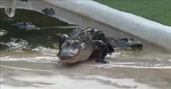 <p>An alligator named after one of the most menacing and well-known villains in the history of cinema, Darth Vader, amazingly responds when that character&rsquo;s iconic song is played.</p>

<p>Star Wars is a film franchise that has spanned decades, with several memorable and beloved characters included in the many movies. Whenever one thinks of Star Wars, names like Luke Skywalker, Hans Solo, Yoda and Lando Calrissian immediately come to mind. But there is one character that every Star Wars fan loves to hate: Darth Vader.</p>

<p>Darth Vader, despite being a villain, has become so iconic that the character&rsquo;s theme music, The Imperial March, is instantly recognized. <a href="https://twitter.com/everglades/status/1715149066798031019?ref_src=twsrc%5Etfw%7Ctwcamp%5Etweetembed%7Ctwterm%5E1715149066798031019%7Ctwgr%5E5b96e3e17618a56dc758d494a1fa2ea1967eb8ea%7Ctwcon%5Es1_&amp;ref_url=https%3A%2F%2Fwww.sunnyskyz.com%2Fhappy-videos%2F12887%2FAlligator-Named-039-Darth-Gator-039-Only-Comes-To-Its-Caretaker-When-His-Own-Music-Is-Played">A clip posted on Twitter</a> proves that it&rsquo;s not only humans who are familiar with The Imperial March tune.&nbsp;</p>

<p>In the video&#39;s opening seconds, a man holding a phone approaches the camera. He states that he wants to see if &ldquo;Darth Gator&rdquo; will recognize the tune and respond to the music or not.</p>

<p>Sure enough, seconds after the video music starts playing, one alligator slowly emerges from the water and approaches the gentleman playing the music on his phone.&nbsp;</p>

<p>The alligator gets mere inches away from the man. He has no fear of the ferocious and menacing creature. He doesn&rsquo;t step back or even flinch! Instead, the man shows how to get the being to stop moving.</p>

<p>&ldquo;You want him to stop, just hit pause,&rdquo; the man explains.</p>

<p>He stops the music on his phone, and just as the man stated, the alligator instantly stops moving.&nbsp;</p>

<p>As a reward for his impressive and hilarious feat, the man gives the alligator a piece of meat, which it devours in two bites.&nbsp;</p>

<p>Before the short, 1-minute clip ends, he starts the music again, and the alligator continues moving.&nbsp;</p>

<p>Animals, even those who are best viewed from a safe distance, are fascinating.</p>

<p><em><a href="https://www.godtube.com/bible/proverbs/12-10">Proverbs 12:10</a> &ldquo;A righteous man regards the life of his beast, but the tender mercies of the wicked are cruel.&rdquo;</em></p>
