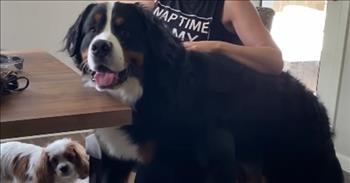 <p>A large and friendly canine has found a unique, fail-proof way of getting his owner&rsquo;s attention.</p>

<p>Animals are beings placed on Earth by the same loving and righteous God who put the sun, moon and stars in their positions. Like humans, animals are part of the good Lord&rsquo;s creation. Also, like people, animals want and need attention, care and love.</p>

<p>A <a href="https://www.youtube.com/watch?v=ZpKFXN_-FNQ">hilarious video posted on YouTube</a> shows the effort and the lengths one dog will go to ensure that he gets attention whenever he wants it. The dog&rsquo;s owner, who narrates the clip, states there is nothing that Kevin, a Bernese Mountain dog, will not do to get his attention quota.</p>

<p>As a puppy, Kevin would employ such methods as pulling and tugging on his owner&rsquo;s hair as she was trying to exercise. Kevin even offered her help with the workout by adding to her resistance as he pulled on the weights in her hands.&nbsp;</p>

<p>But as Kevin got older and bigger, his attempts at getting attention during his owner&rsquo;s workout changed slightly. Kevin, through trial and error, had found the perfect, 100 percent effective way to get his owner&rsquo;s attention while she was exercising.&nbsp;</p>

<p>&ldquo;He found that the best way to get my attention is to steal my beanie,&rdquo; Kevin&rsquo;s owner says. &ldquo;He just started taking it off my head.&rdquo;</p>

<p>Kevin&rsquo;s owner admits that he knows the exact reaction he&rsquo;ll get every time he takes off her hat.</p>

<p>&ldquo;He&rsquo;s like, &lsquo;Ok, if I take this, she&rsquo;s going to chase me,&rdquo; she said.&nbsp;</p>

<p>And now Kevin goes to that attention-seeking move every single workout without fail.&nbsp;</p>

<p>But Kevin&rsquo;s need for attention does not stop during workouts. This lovable dog needs attention and care at dinner time while his owners are working on the computer and even while in the bathroom getting ready for the day.</p>

<p>&ldquo;He needs to be a part of everything,&rdquo; Kevin&rsquo;s owner said. &ldquo;If you ignore him, he huffs. He does this,&rsquo;Hmm.&rsquo;&rdquo;</p>

<p>But despite this lovable dog&rsquo;s relentless efforts at attention, his owners are beyond happy to have Kevin in their lives and as a part of their family.</p>

<p>&ldquo;With all the quirks that come with Kevin, we wouldn&rsquo;t want it any other way,&rdquo; his owner said.&nbsp;</p>

<p><em><a href="https://www.godtube.com/bible/proverbs/12-10">Proverbs 12:10</a> &ldquo;An upright man has thought for the life of his beast, but the hearts of the evildoers are cruel.&rdquo;</em></p>
