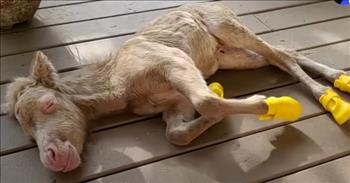 <p>One family went to extraordinary lengths to help care for and nurse a struggling barnyard animal back to health by letting it live in their house.</p>

<p>Animals are cute, cuddly and precious beings placed on Earth by the good Lord above. Some creatures &ndash; dogs, cats and even rabbits &ndash; are commonly kept indoors and allowed to move about the house as they please. However, others, given their size and need for space, are usually best left outdoors.</p>

<p>However, one family was so concerned about the health and progress of a baby horse that they let the animal take up residence in their home, according to a <a href="https://www.youtube.com/watch?v=2cVQ9ubzZ6U">video posted on YouTube</a>.</p>

<p>As the clip points out, the animal was born a month early. The baby horse had not eaten following its birth, and anytime the baby horse approached its mother, the animal would kick its feet at the small animal. The situation was dire.</p>

<p>&ldquo;And within a few hours, we knew that she had to eat or she wasn&rsquo;t going to make it,&rdquo; the woman narrating the clip said.</p>

<p>So, the family started giving the animal bottles every 30 minutes, hoping to build up its strength.&nbsp;</p>

<p>Days later, the family saw a big change in the animal&rsquo;s behavior. It started getting to its feet all on its own. The horse even started sprinting across their yard.&nbsp;</p>

<p>The animal also started to leave its mark on the family&rsquo;s kitchen, where it was placed in the house. There was essentially nothing in the kitchen that did not pique the horse&rsquo;s attention. The horse would chew and bite on everything.&nbsp;</p>

<p>&ldquo;Every noise I hear, I jump up to see what she&rsquo;s destroying,&rdquo; the woman said.&nbsp;</p>

<p>The sweet baby horse connected with canines, becoming fast friends with two of the family&rsquo;s adopted dogs. The baby horse and one dog, Marlin, became extremely close, almost inseparable.&nbsp;</p>

<p><em><a href="https://www.godtube.com/bible/proverbs/12-10">Proverbs 12:10</a> &ldquo;An upright man has thought for the life of his beast, but the hearts of evildoers are cruel.&rdquo;</em></p>

