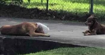<p>One woman was determined to help a poor canine that had gotten into quite a predicament.</p>

<p>Animals, especially dogs, are loving, caring and loyal beings. Show an animal a little bit of kindness and love and you&rsquo;ve likely made a friend for life. Those lovable, furry and cuddly creatures add so much joy and happiness, making for a fuller and richer life.</p>

<p>But as it turns out, animals, much like humans, require a little bit of help and grace now and then. People aren&rsquo;t supposed to shoulder all the burdens and problems that life can throw our way. This also appears true for animals, as one <a href="https://www.youtube.com/watch?v=VARC0a7Nw4Q">clip posted on YouTube</a> shows.</p>

<p>A stray dog, as he was attempting to eat, got its head stuck in a plastic jug. The clip shows the animal grabbing food from a cat feeder when the plastic container becomes lodged around its noggin.&nbsp;</p>

<p>Sadly, being a stray dog, the animal was forced to fend for itself, unable to remove its head from the plastic container. The abandoned animal seemed destined to wander the streets with a plastic jug around its head.&nbsp;</p>

<p>But one woman, Teri Goodnight, learned about the poor pooch and was determined to do everything possible to help the stray dog.</p>

<p>&ldquo;Once I commit to helping a dog, I&rsquo;m fully committed,&rdquo; she said. &ldquo;I don&rsquo;t care how long it takes, what it costs me.&rdquo;</p>

<p>Teri launched a plan to help the stray dog, which involved placing food in a cage that could be controlled remotely. She explains the lengths she went to and the massive amount of time she invested to help the struggling animal.</p>

<p>&ldquo;I made 25 trips there, and three of those times, I was there for 24 hours straight,&rdquo; Teri said.&nbsp;</p>

<p>One night, as Teri stood nearby, the stray dog and his canine buddy walked into the cage as she closed the gate. After locking the frightened pooch in, Teri freed the animal&rsquo;s head from the container.&nbsp;</p>

<p>&ldquo;I had to take some wire cutters and cut slits all the way around the part that was around his neck,&rdquo; she said.</p>

<p>The animal&rsquo;s head was finally free after more than a month. The plastic container had been around the poor dog&rsquo;s head from Oct. 21 to Nov. 24.</p>

<p><em><a href="https://www.godtube.com/bible/proverbs/12-10">Proverbs 12:10</a> &ldquo;An upright man has thought for the life of his beast, but the hearts of evildoers are cruel.&rdquo;</em></p>
